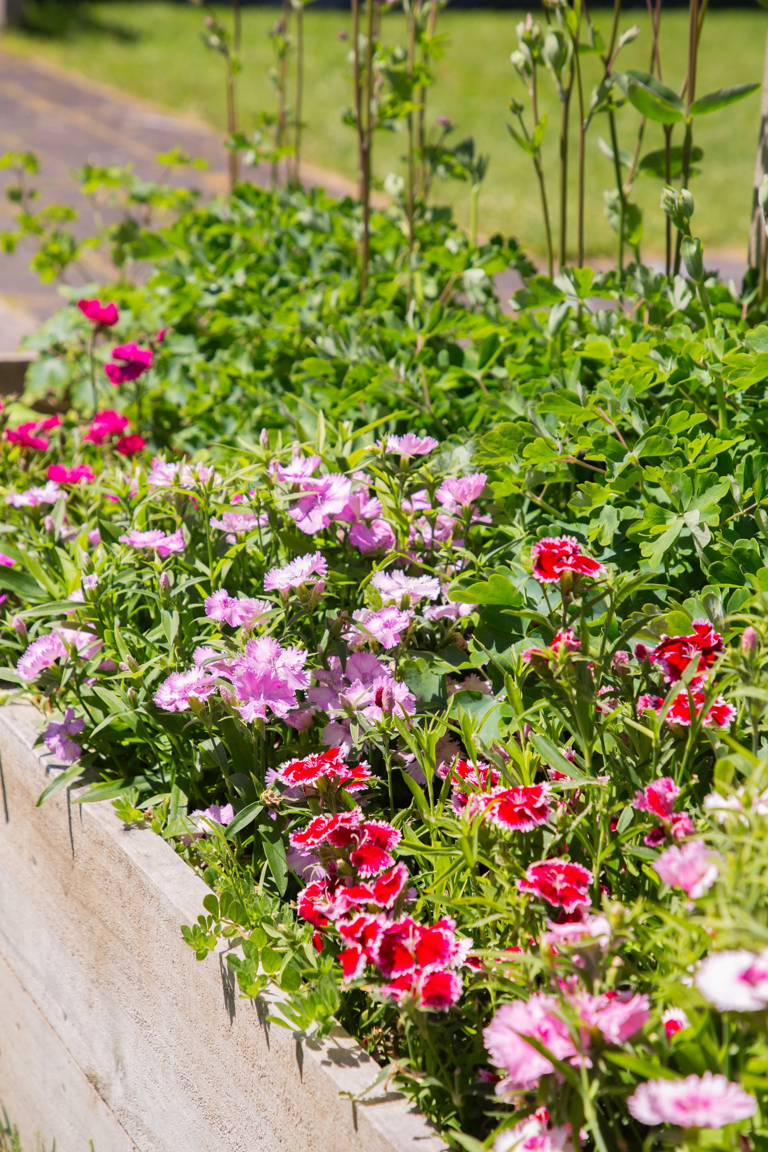 Colorful pink and red flowers blooming in a garden bed with green foliage.