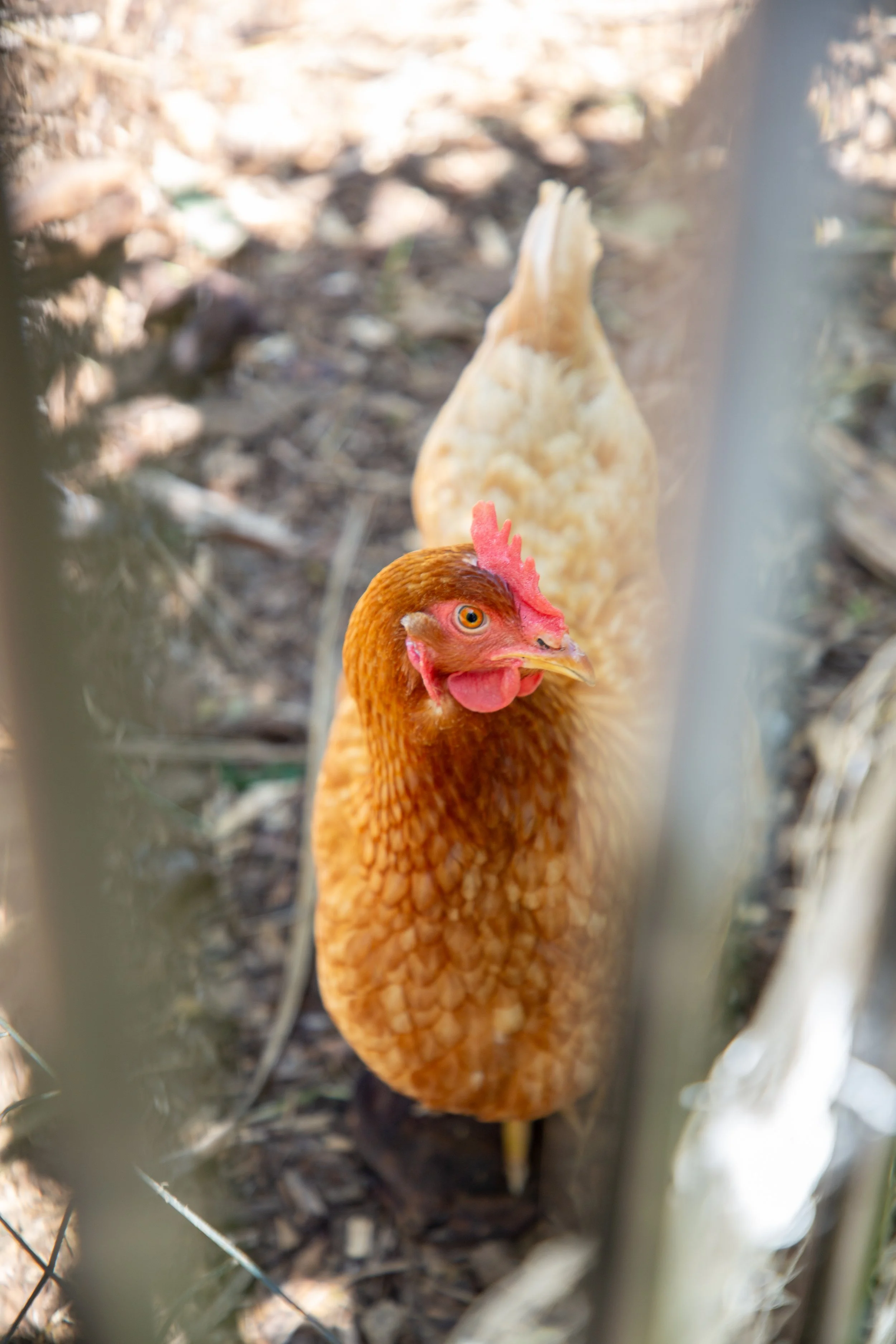 A close-up of a brown chicken standing outdoors, viewed through a wire fence, with blurred background of dirt and scattered leaves.