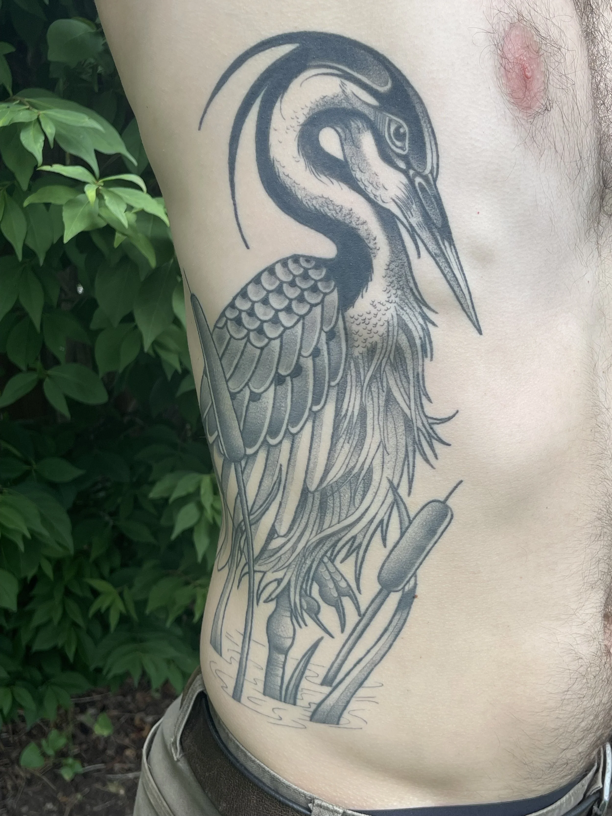 healed neo great blue heron.jpeg
