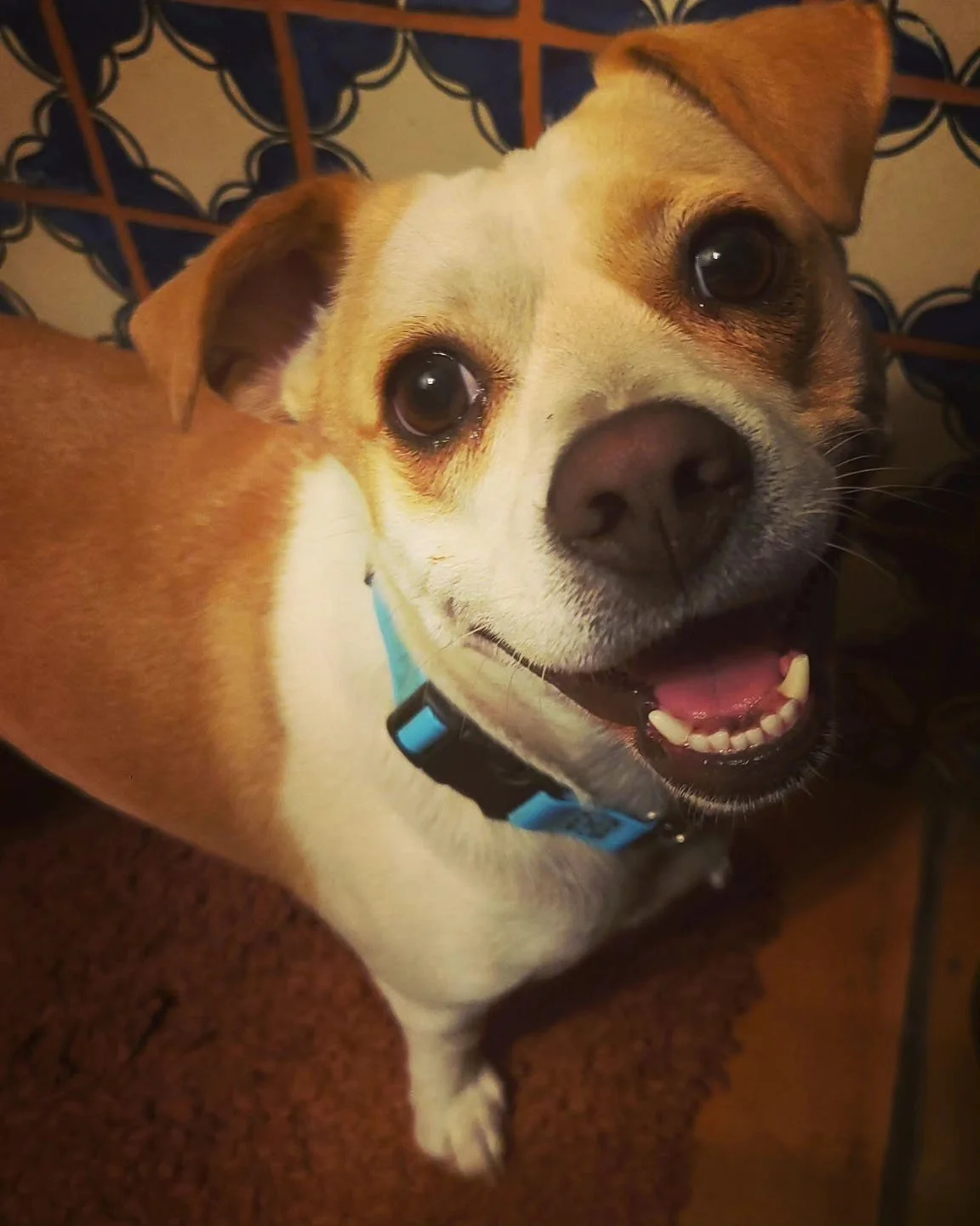 Close-up of a happy, smiling dog with brown and white fur, wearing a blue collar, standing on a brown carpet with a decorative wall in the background.