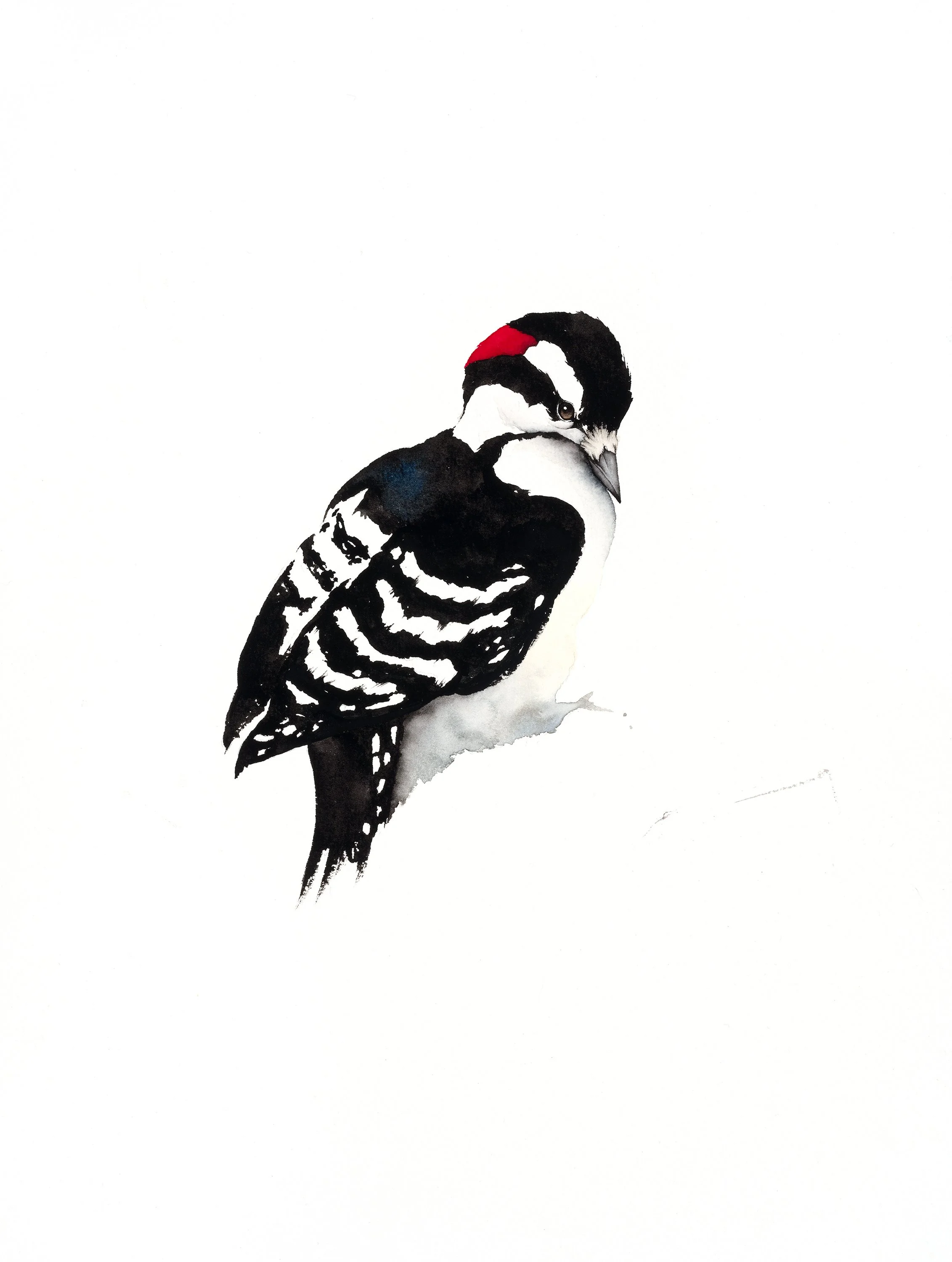 DOWNY WOODPECKER