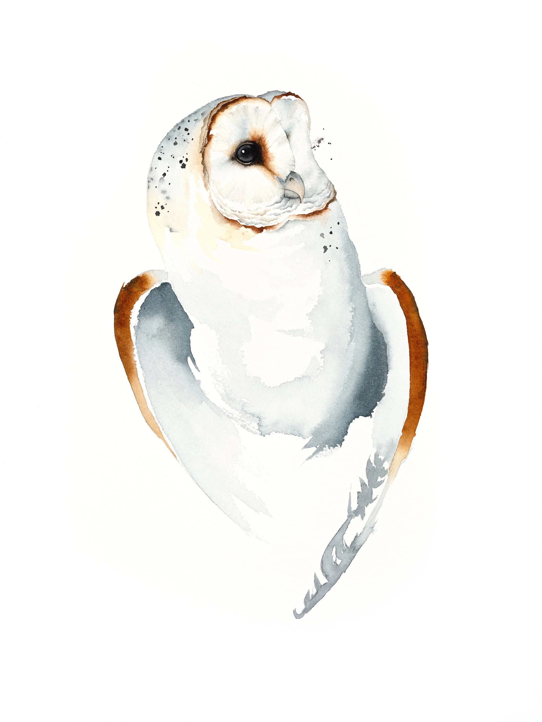 BARN OWL