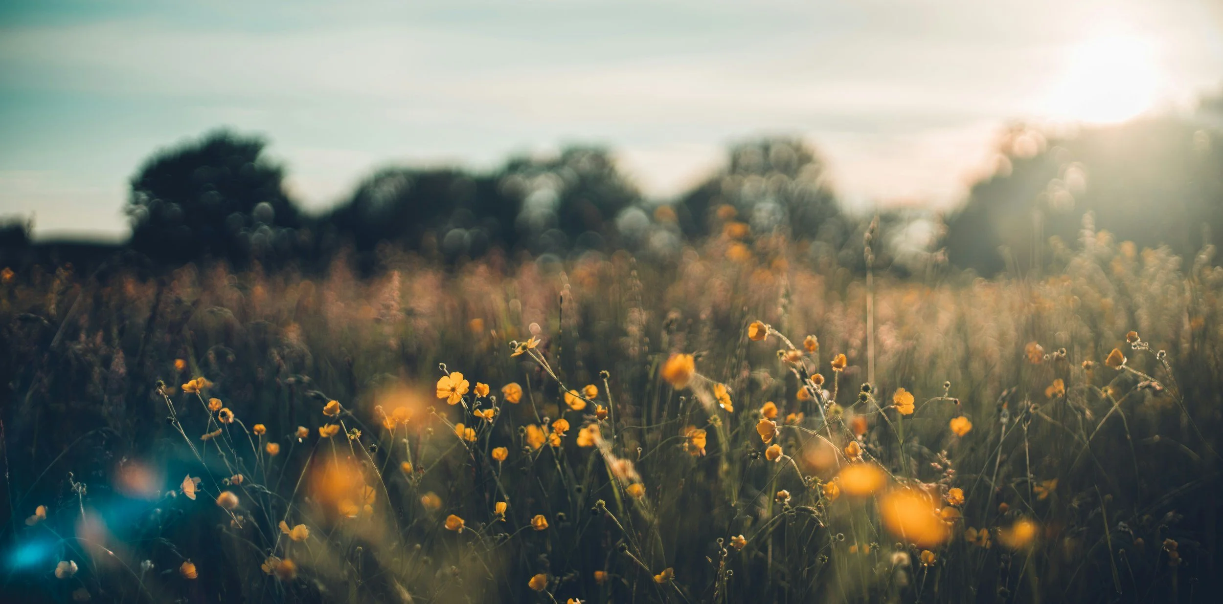 Sunlit meadow with yellow wildflowers and blurred trees in the background.