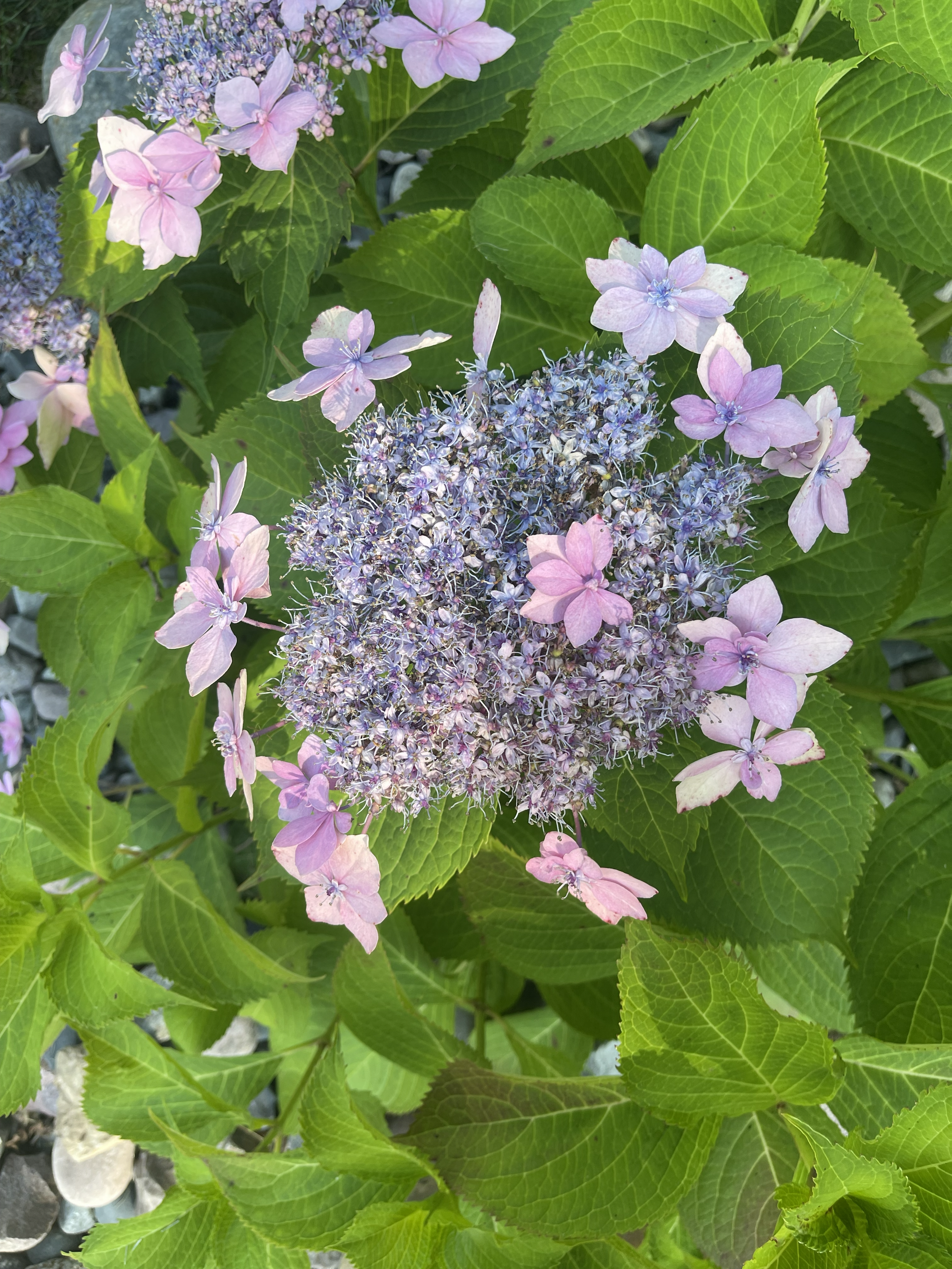 Spring Reiki Special - Buy 2 get 1 free