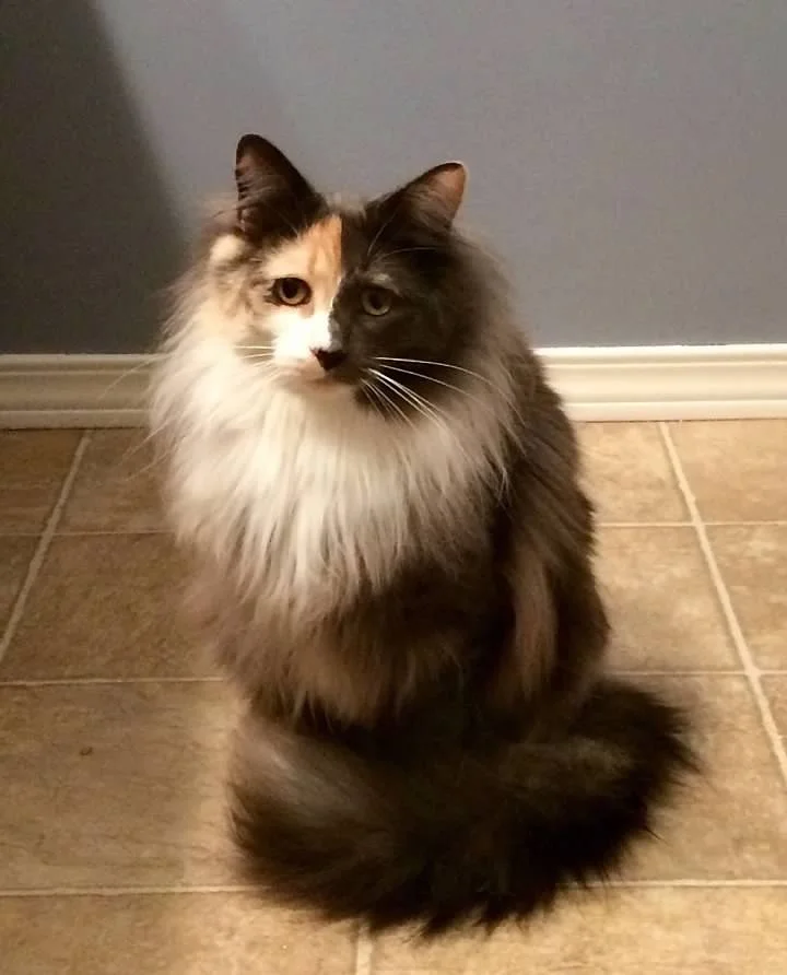A long-haired calico cat sitting on a tiled floor in front of a gray wall.