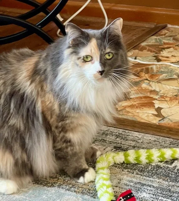 A long-haired calico cat with green eyes sitting on a patterned rug near a fiber optic cable with a red and black connector.