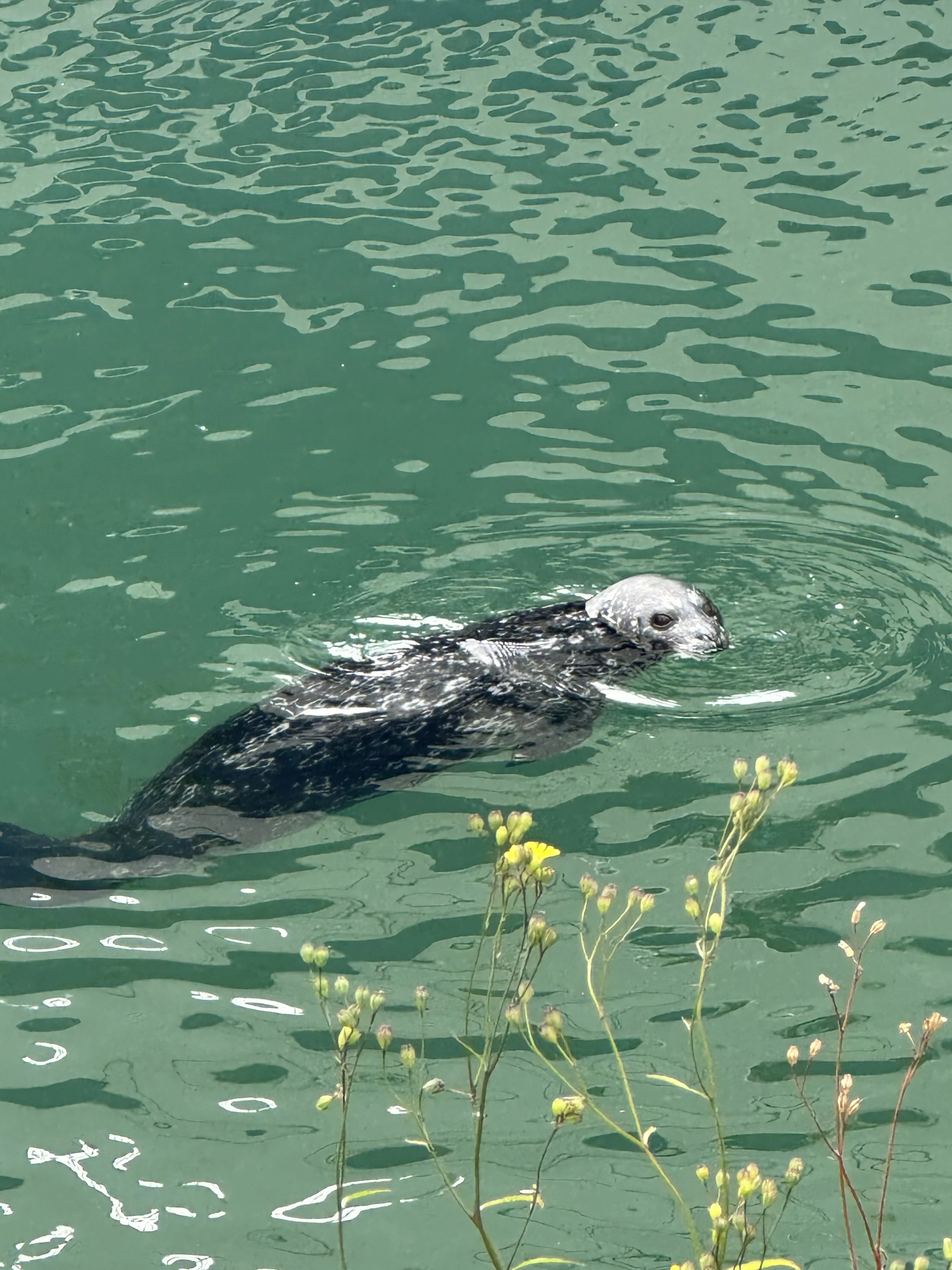 A seal swam up to say hello while waiting to board the bus in Ketchikan. (Copy)