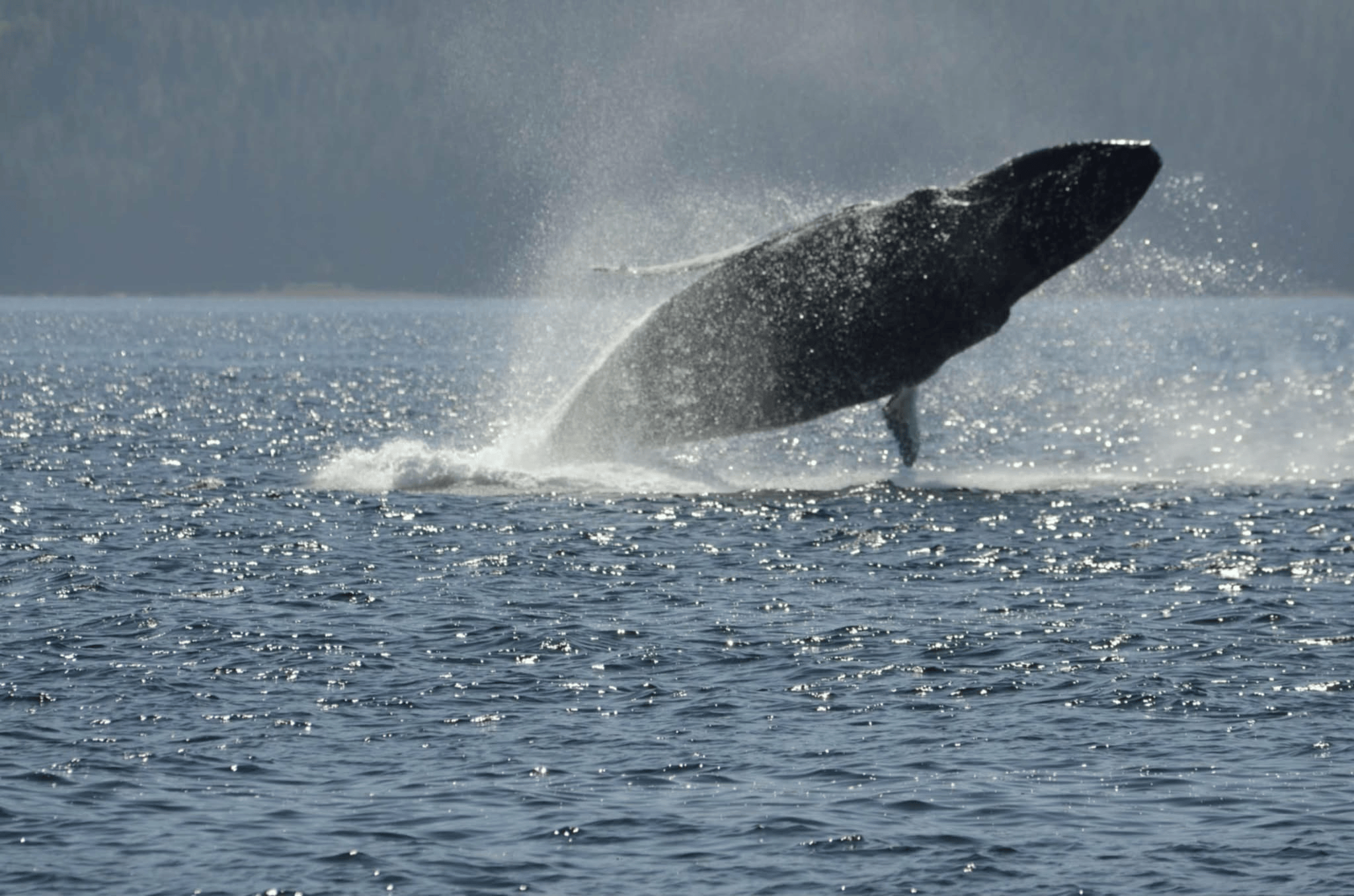 A humpback whale jumping out of the water on a whale watch tour.