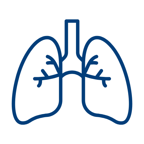 Line drawing of human lungs with trachea and bronchial tubes.