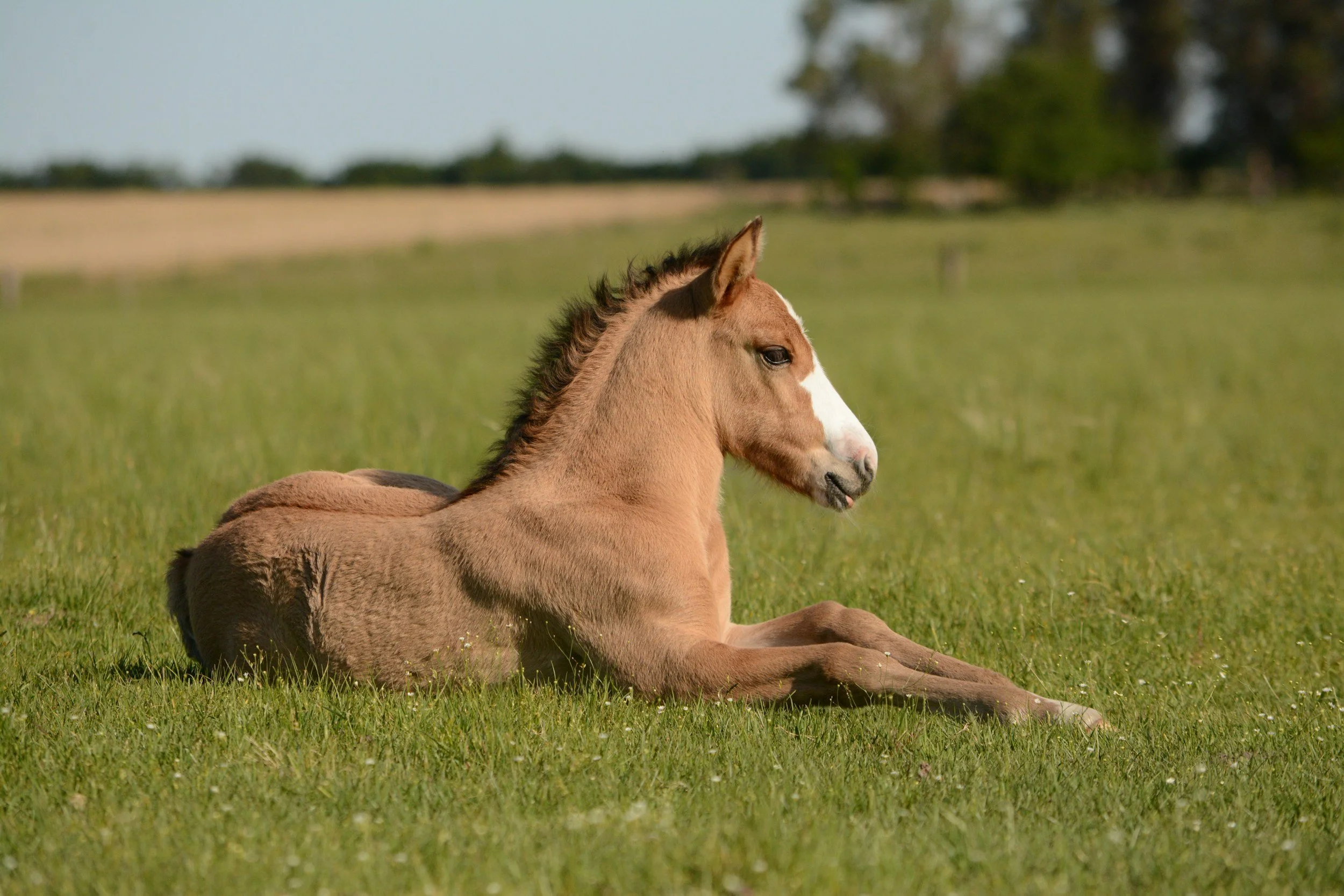 A young foal with a light brown coat and a white blaze on its face lies on green grass in a field, with trees and a clear sky in the background.
