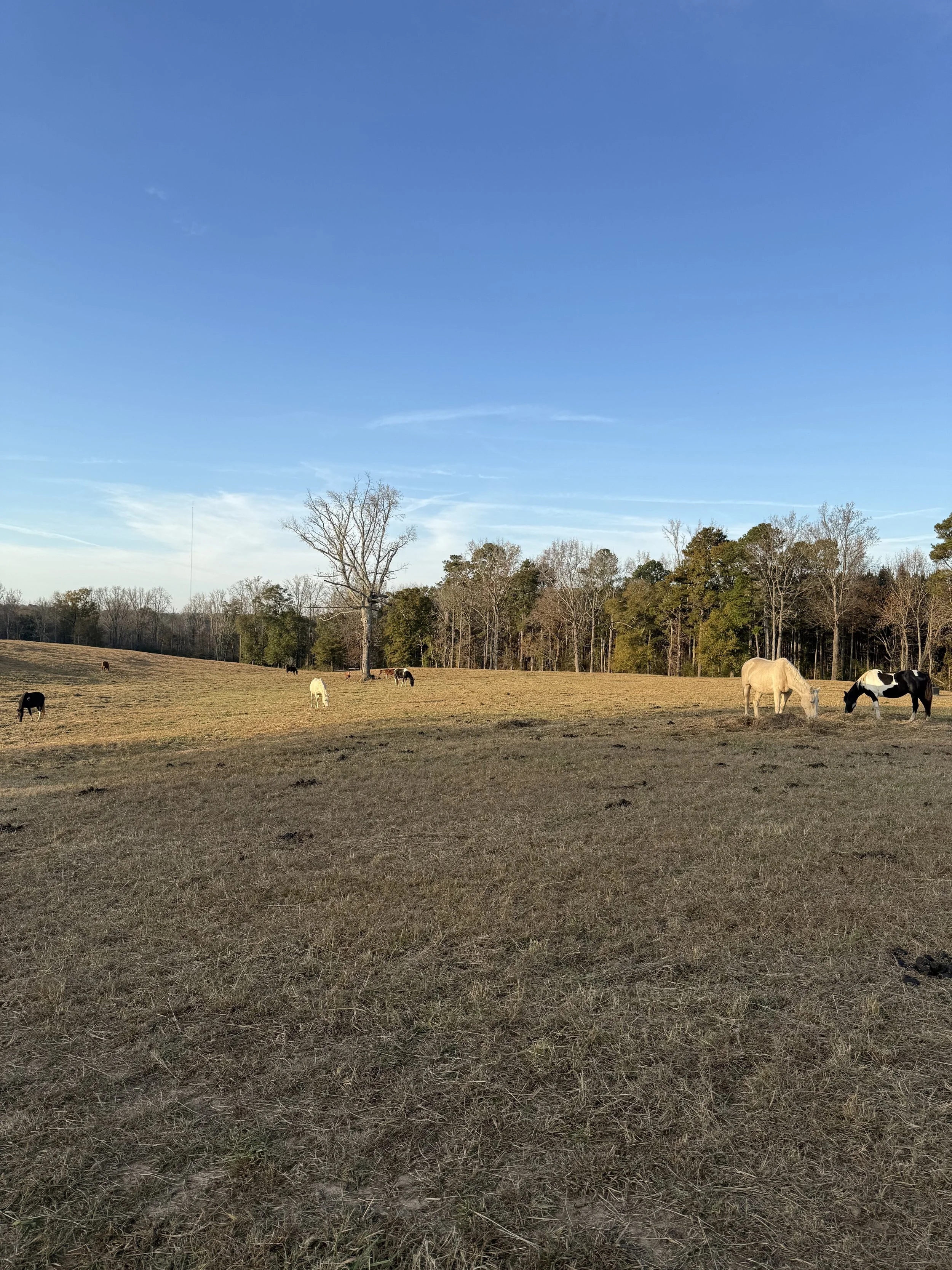 Grazing horses on a grassy field with a background of trees and a clear blue sky.
