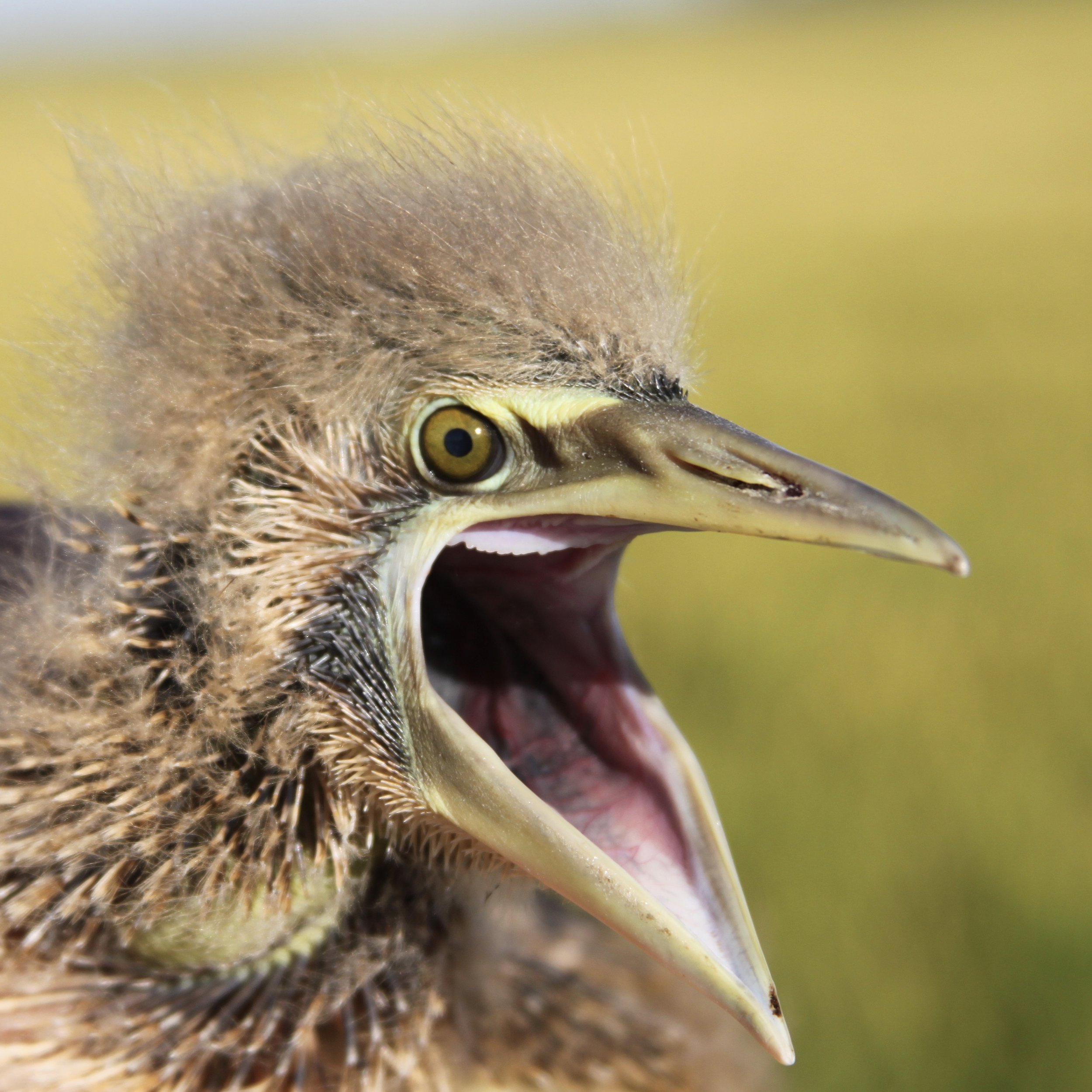 Bittern Chick.jpg