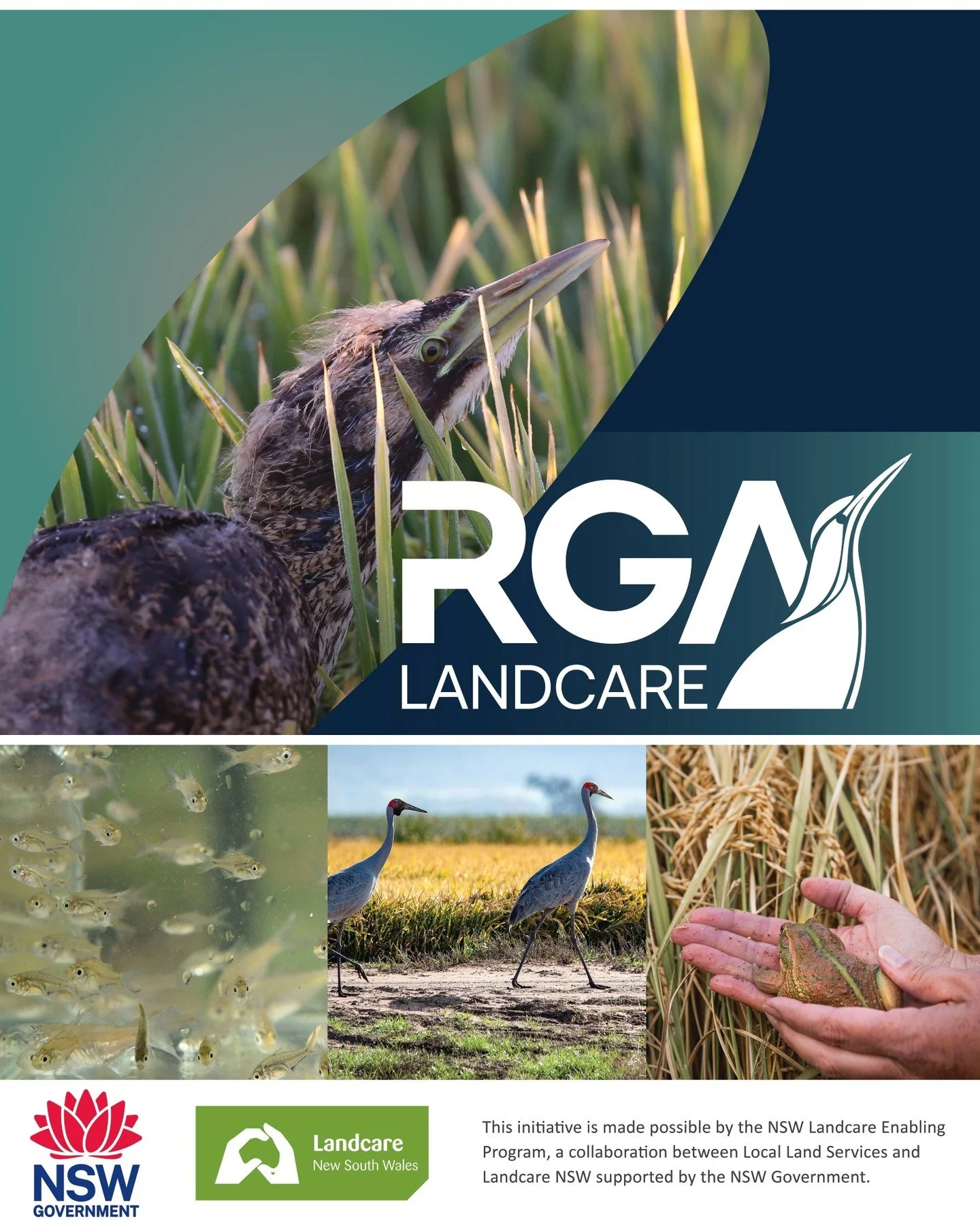 🌾 Introducing Our New Look! 🌾

RGA Landcare is excited to launch a new logo representing the tie between the Ricegrowers Association and Landcare, using the RGA logo and, given our affinity with this special bird, a symbol of the Australasian Bitte
