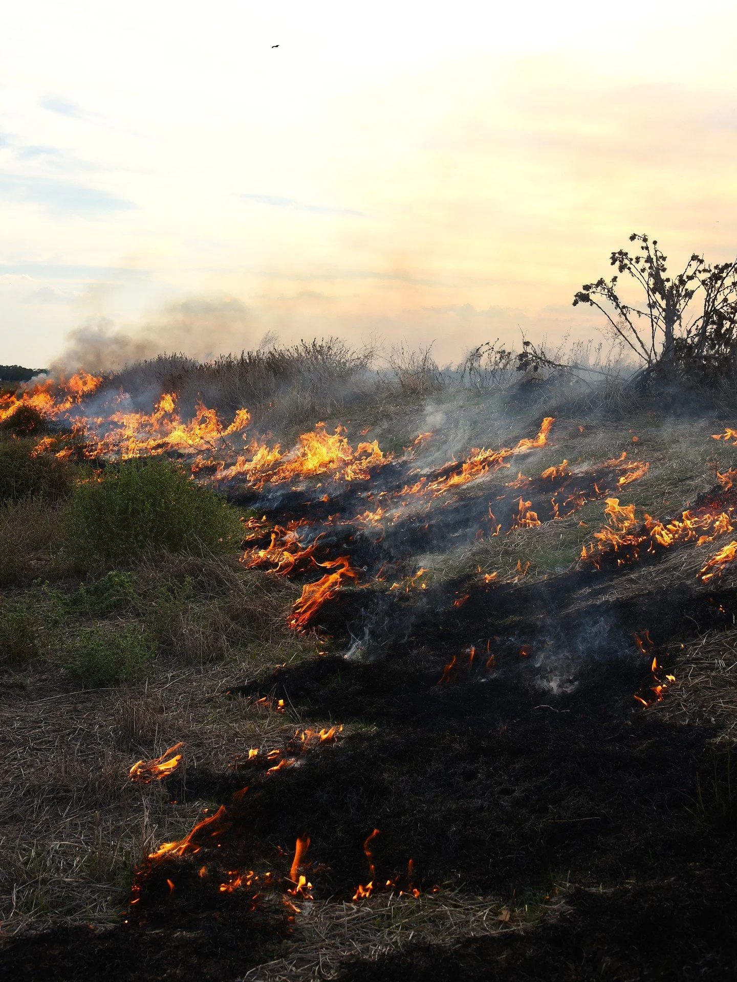 The RGA is actively providing growers with weather forecasts and best‑practice burning advice, including daily direct‑message forecasts and an in‑depth best‑practice video.

Unfortunately, on at least two days, the Murrumbidgee Irrigation Area (MIA) 