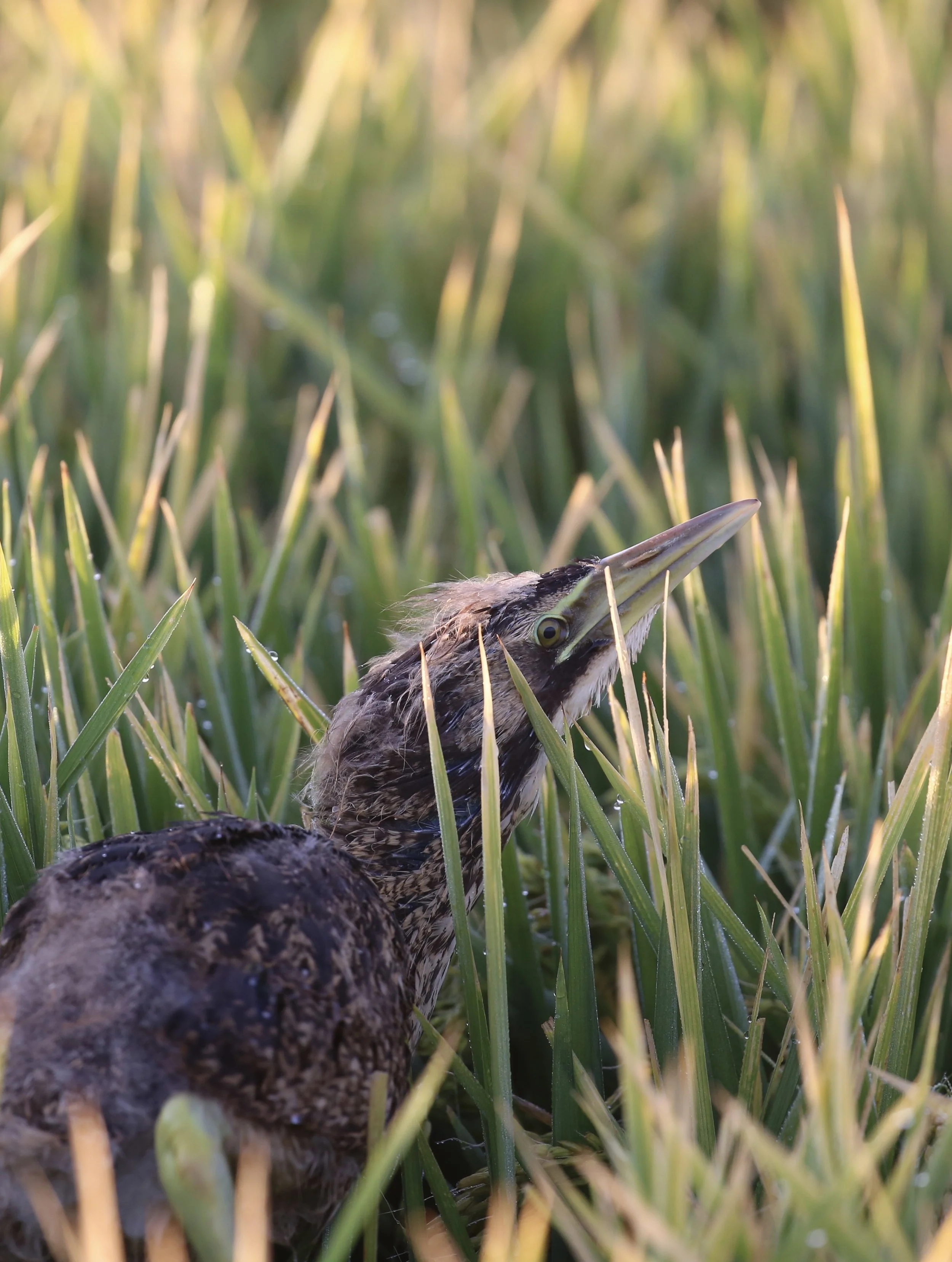 A bird with a long beak emerging from the grass, with a blurred background of green grass blades.