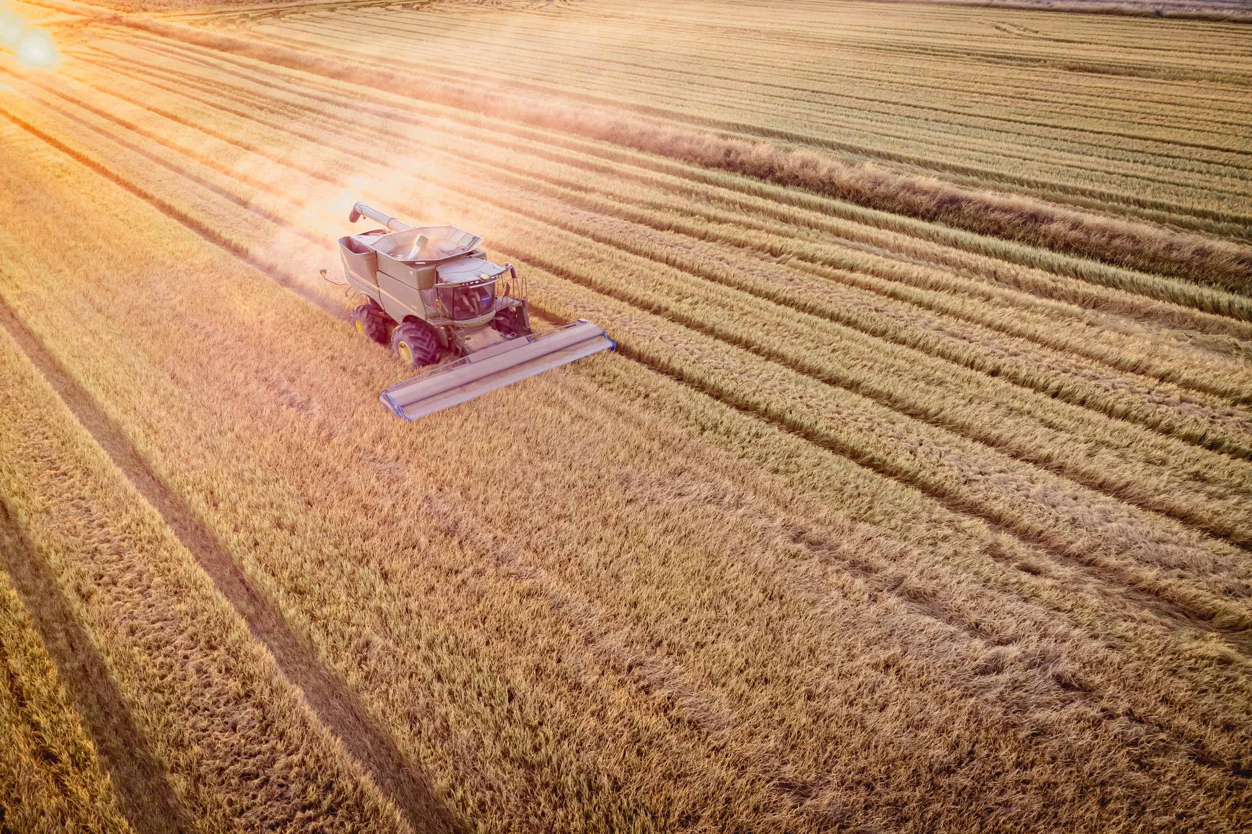 A combine harvester working in a golden wheat field during sunset.
