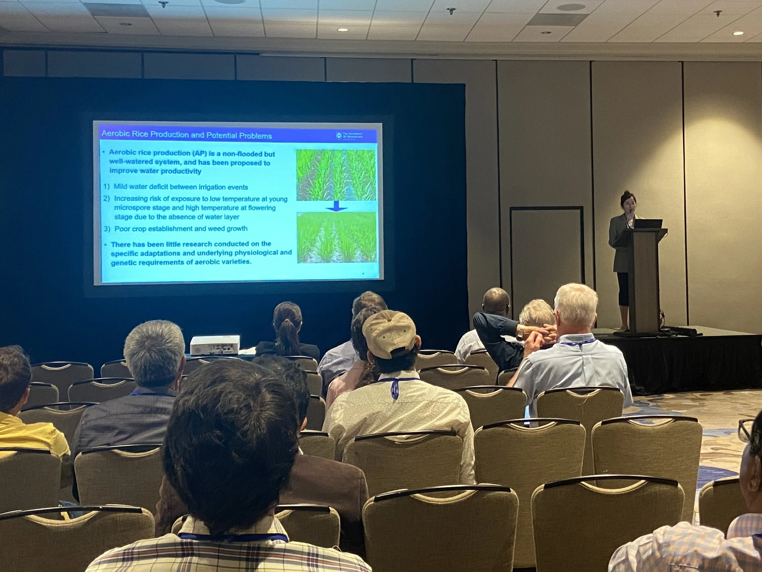 A woman giving a presentation at a conference in front of a large screen displaying a slide about aerobic rice production and potential problems, with an audience seated and listening.