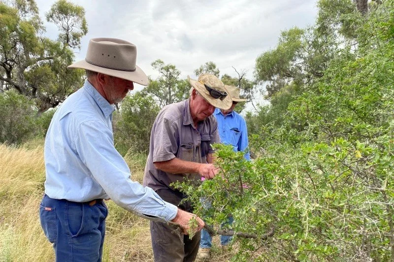 Biocontrol of African Boxthorn Pilot