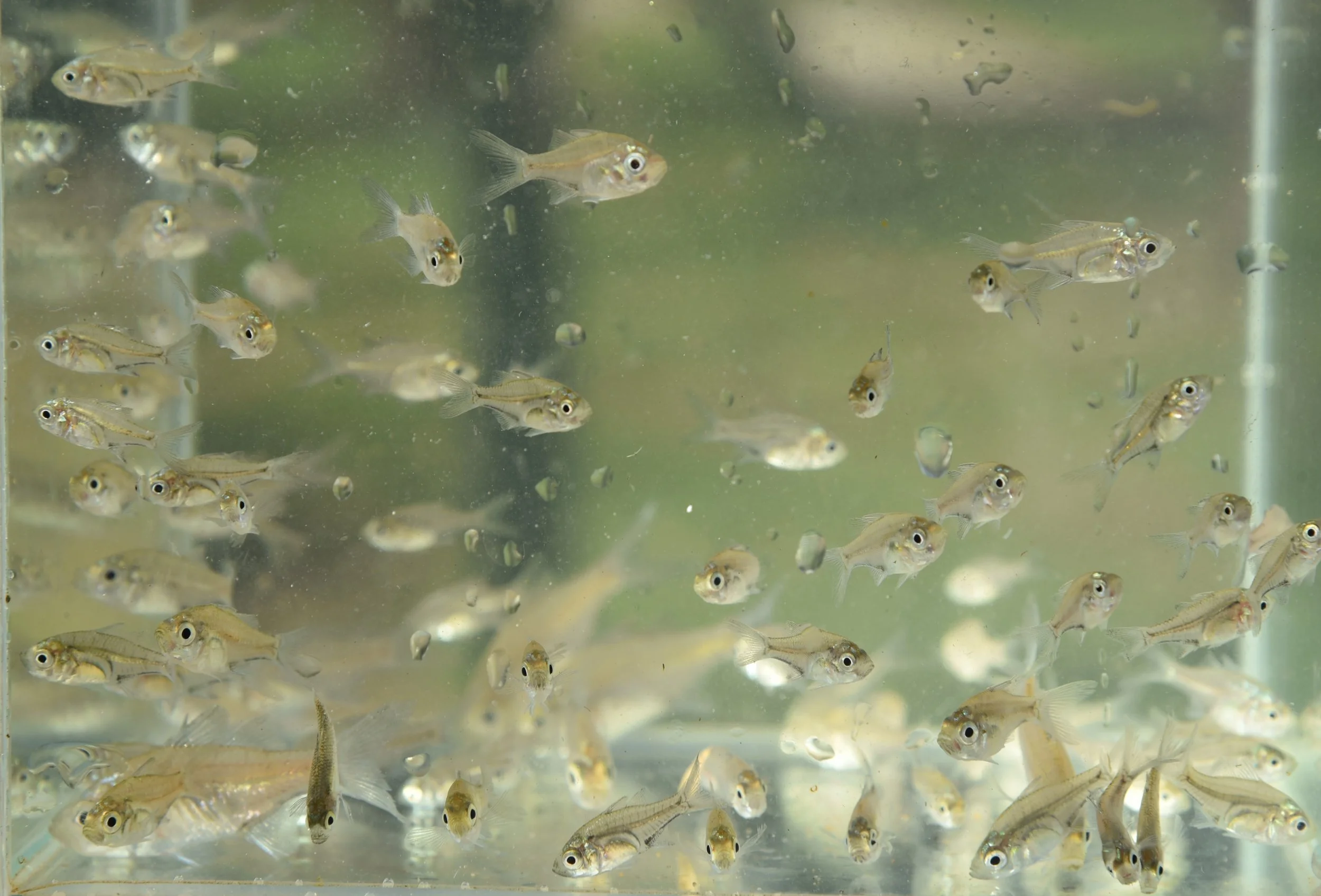 Small fish swimming in water tank.