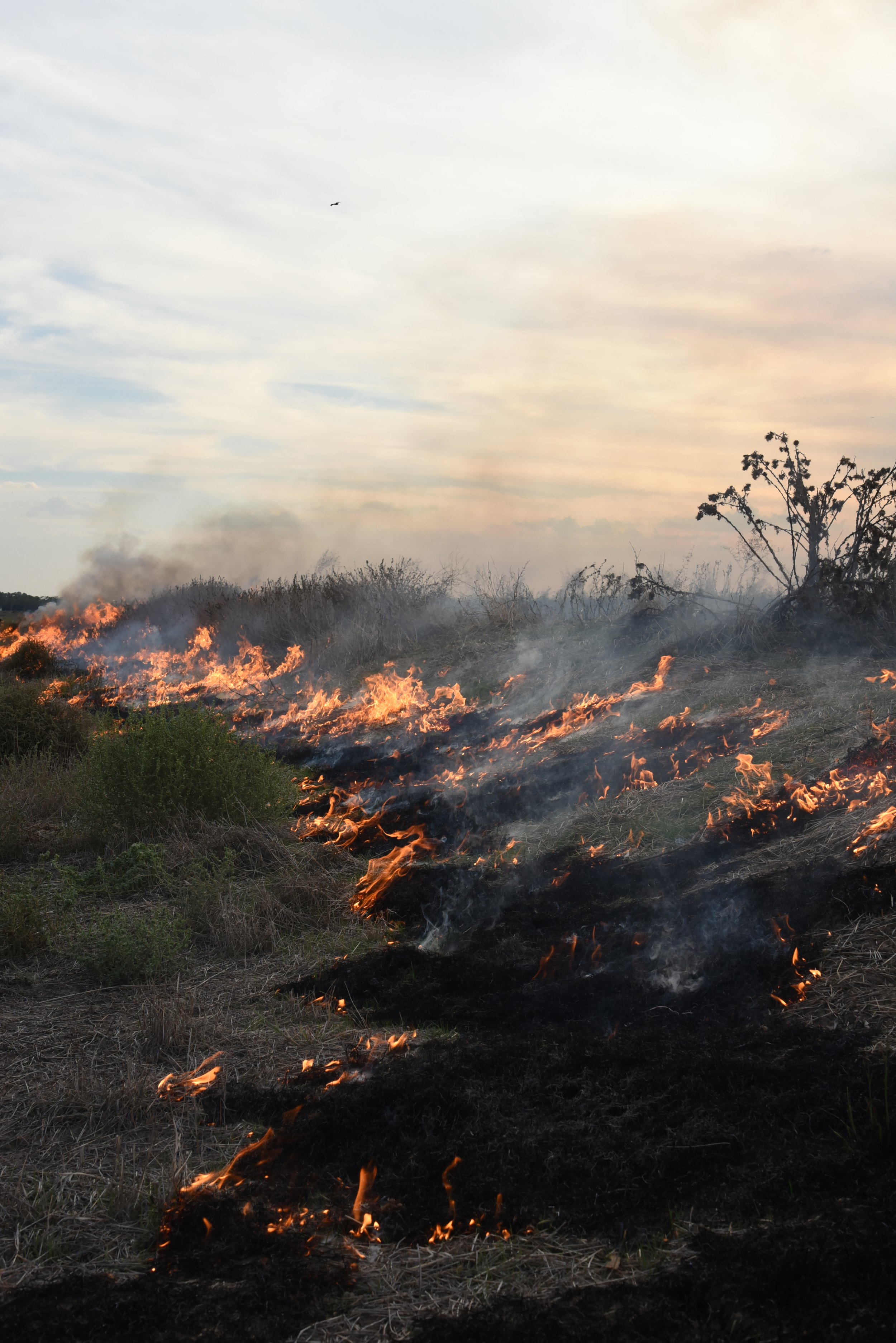 A wildfire burning across a grassy field with smoke rising into the sky and a tree in the background.