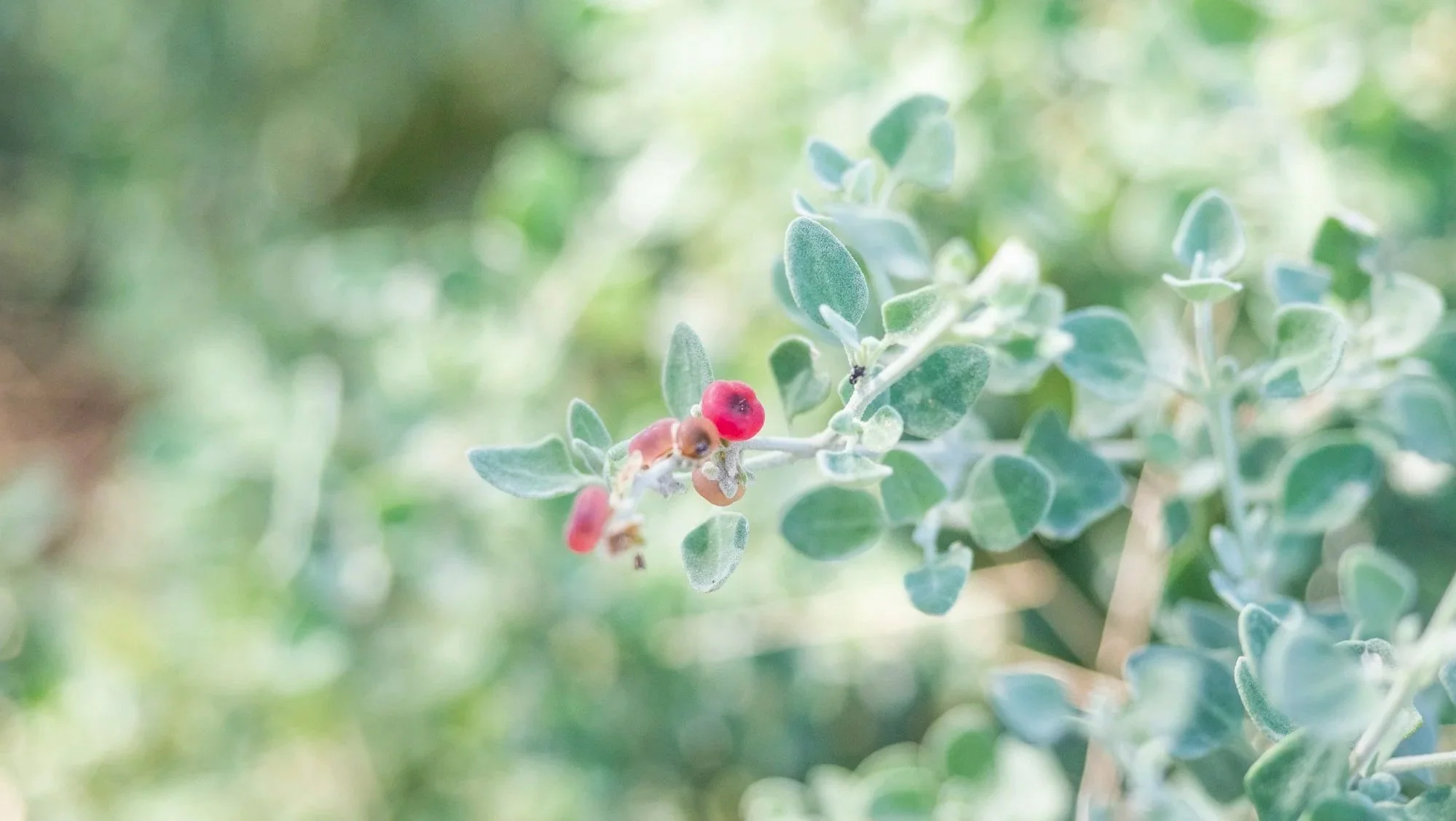 Close-up of a leafy plant with small red berries and a tiny insect on one of the berries, with a blurred green background.