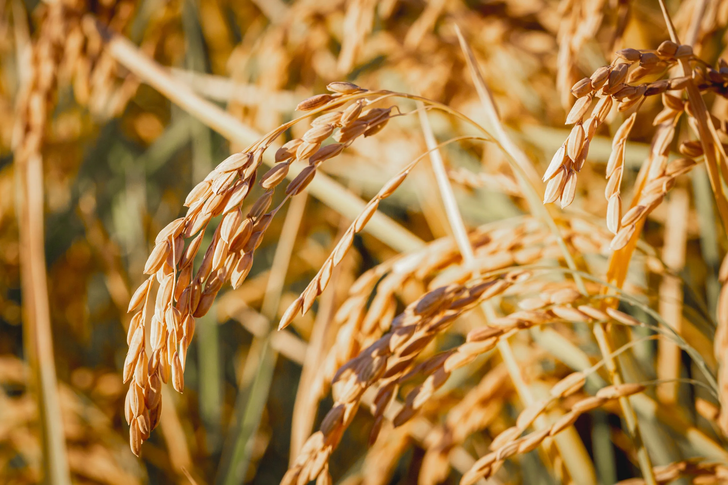 Close-up of rice plants with ripening grains in a golden field.
