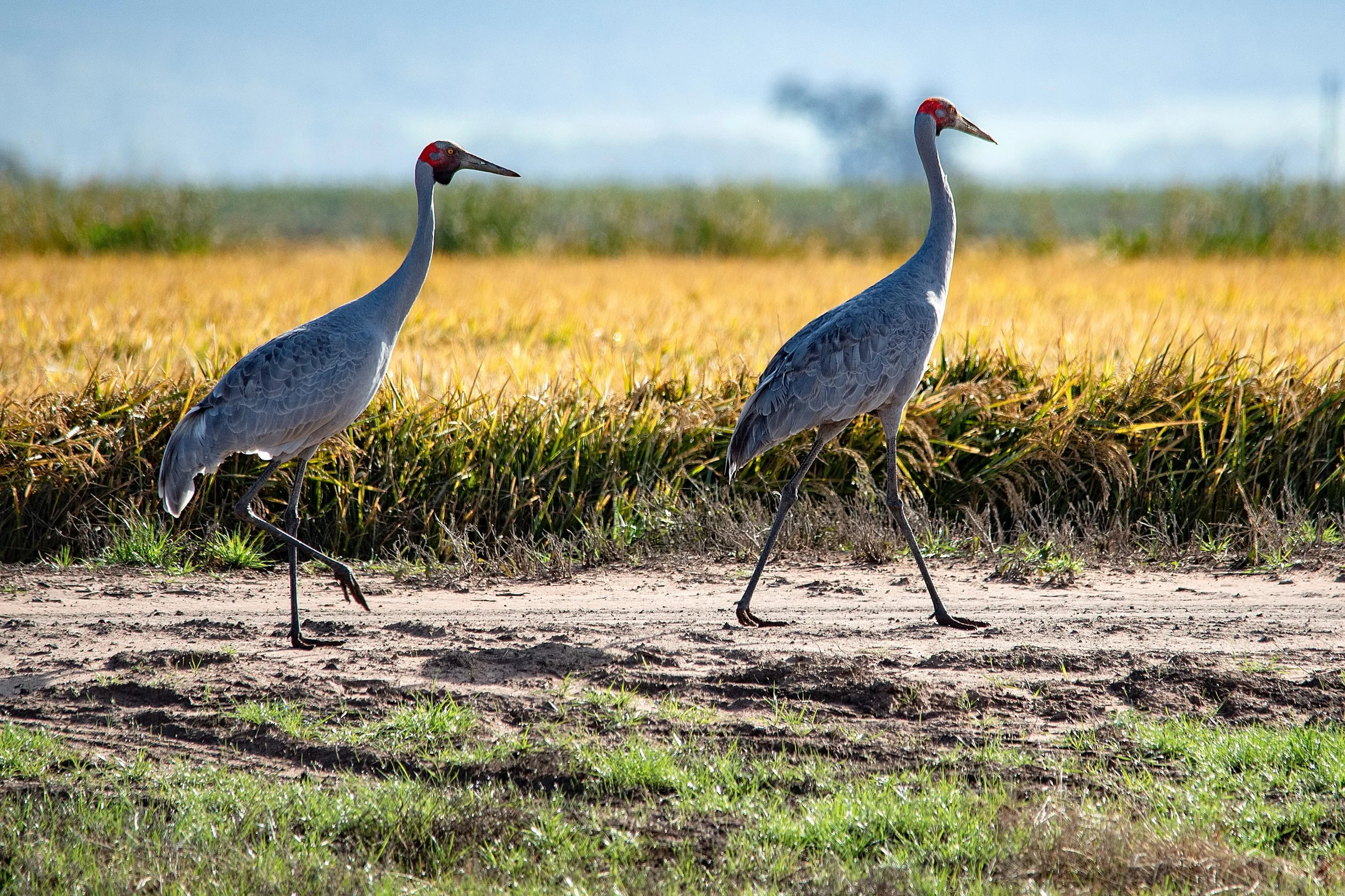 Two sandhill cranes walking on a dirt path in a grassy field.