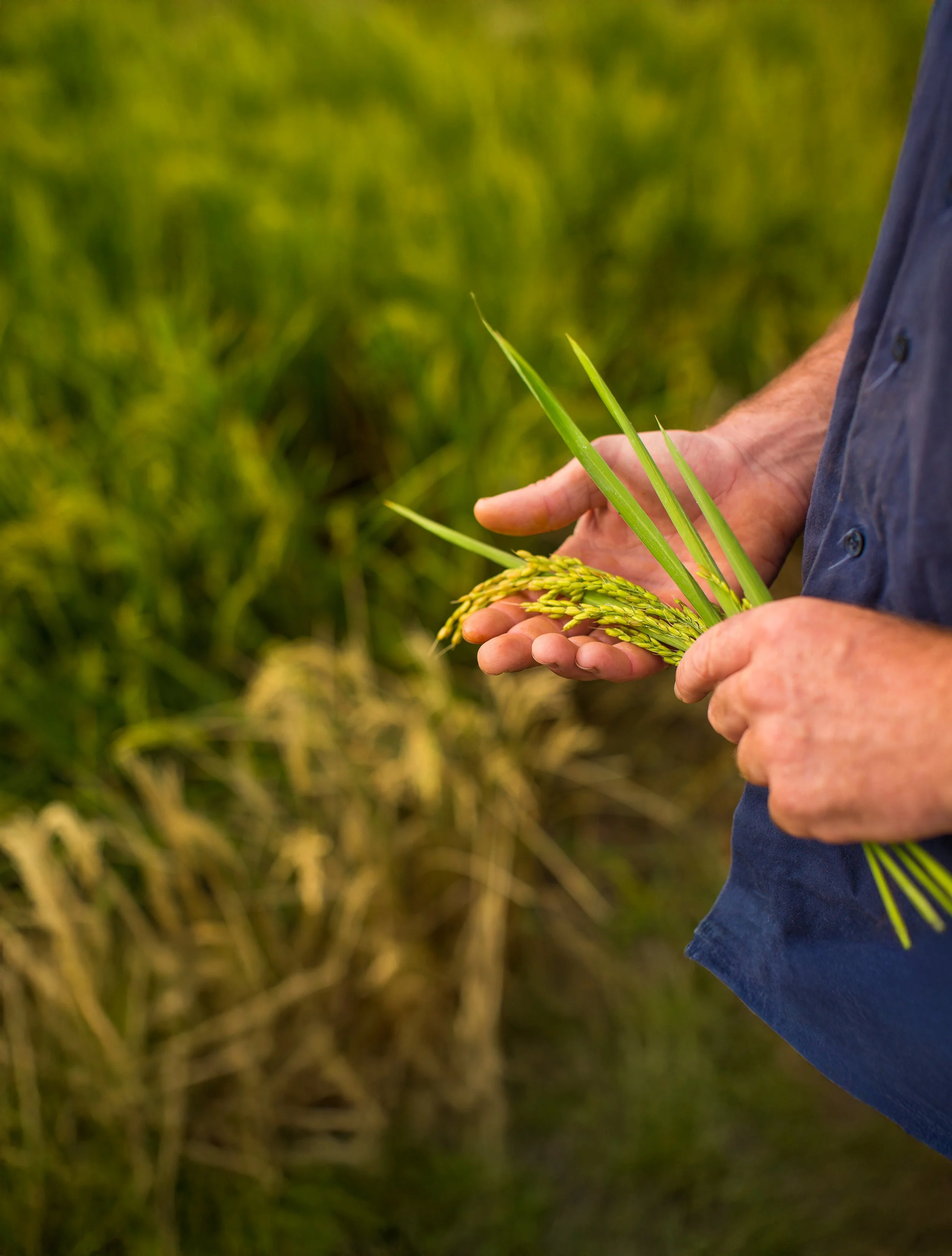 A person holding rice stalks in a field.