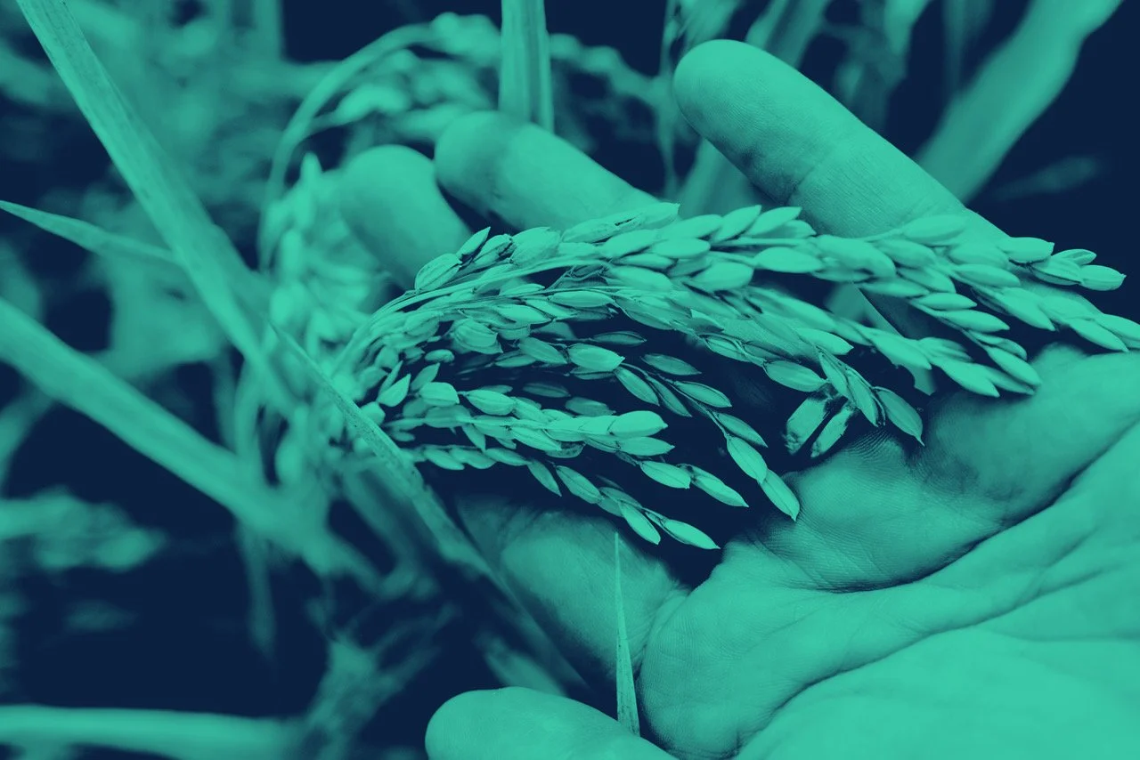 Close-up of a hand holding a rice plant with grains in a field.