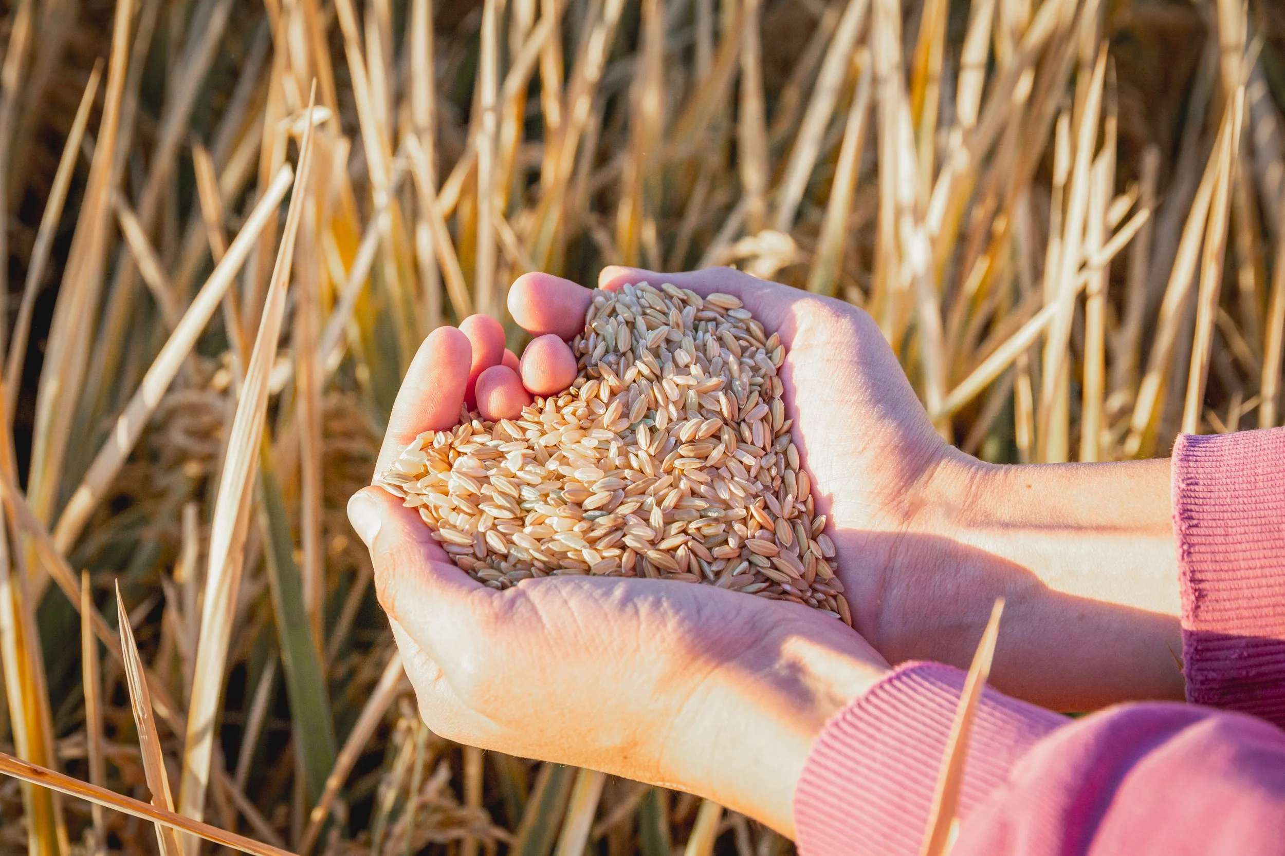 Person holding a handful of wheat grains in a field of wheat.