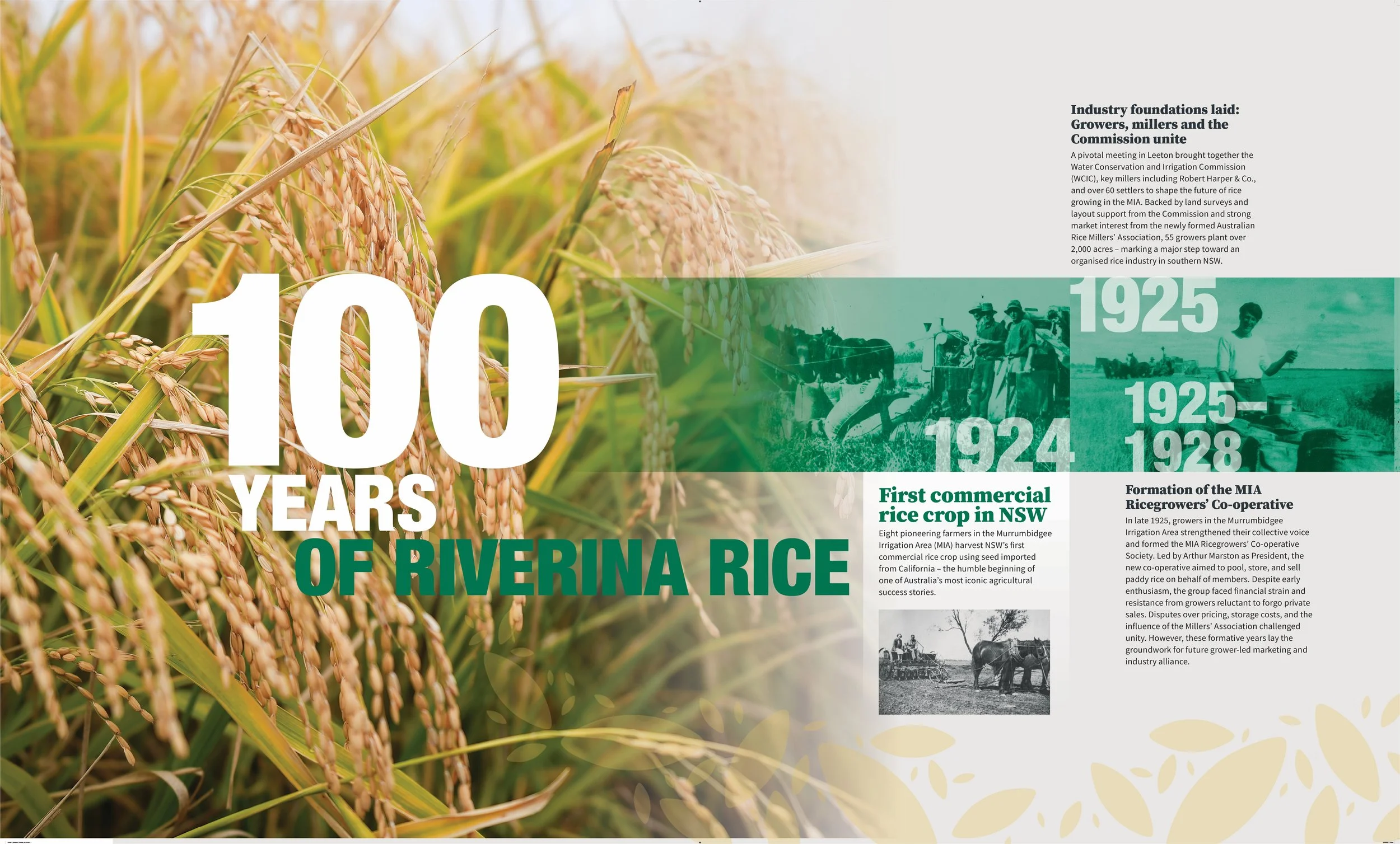 Celebration of 100 years of riverina rice, featuring a rice field background with large text indicating '100 Years of Riverina Rice'. To the right, there is a timeline with historical photos and text about the development of rice farming in New South Wales from 1925 to 1928, including the first commercial rice crop and the formation of the MIA rice growers' co-operative.