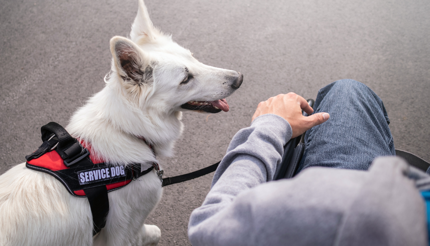 Service Dog Training
