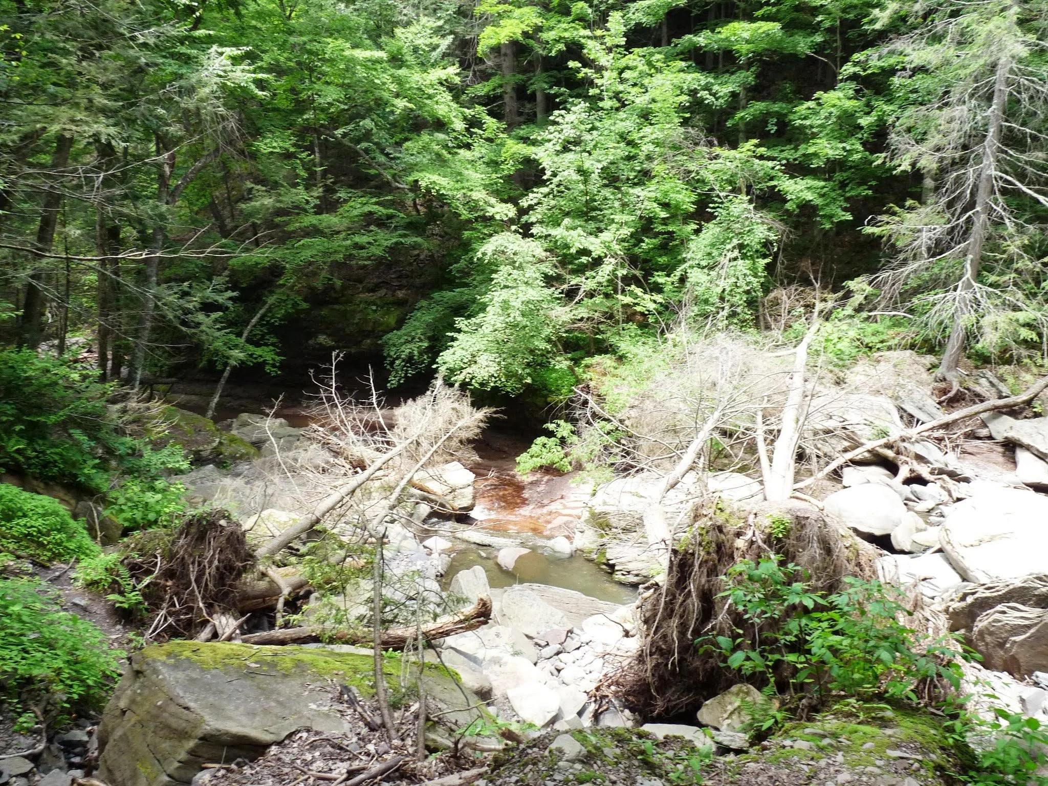 A small stream flowing through a dense, green forest with trees and rocks along the water.