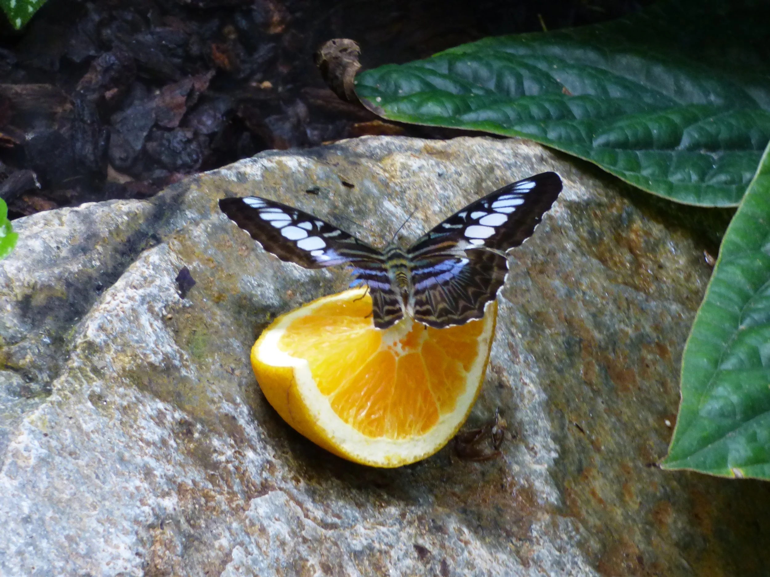 A butterfly with black and white wings perched on an orange slice on a rocky surface surrounded by green leaves.