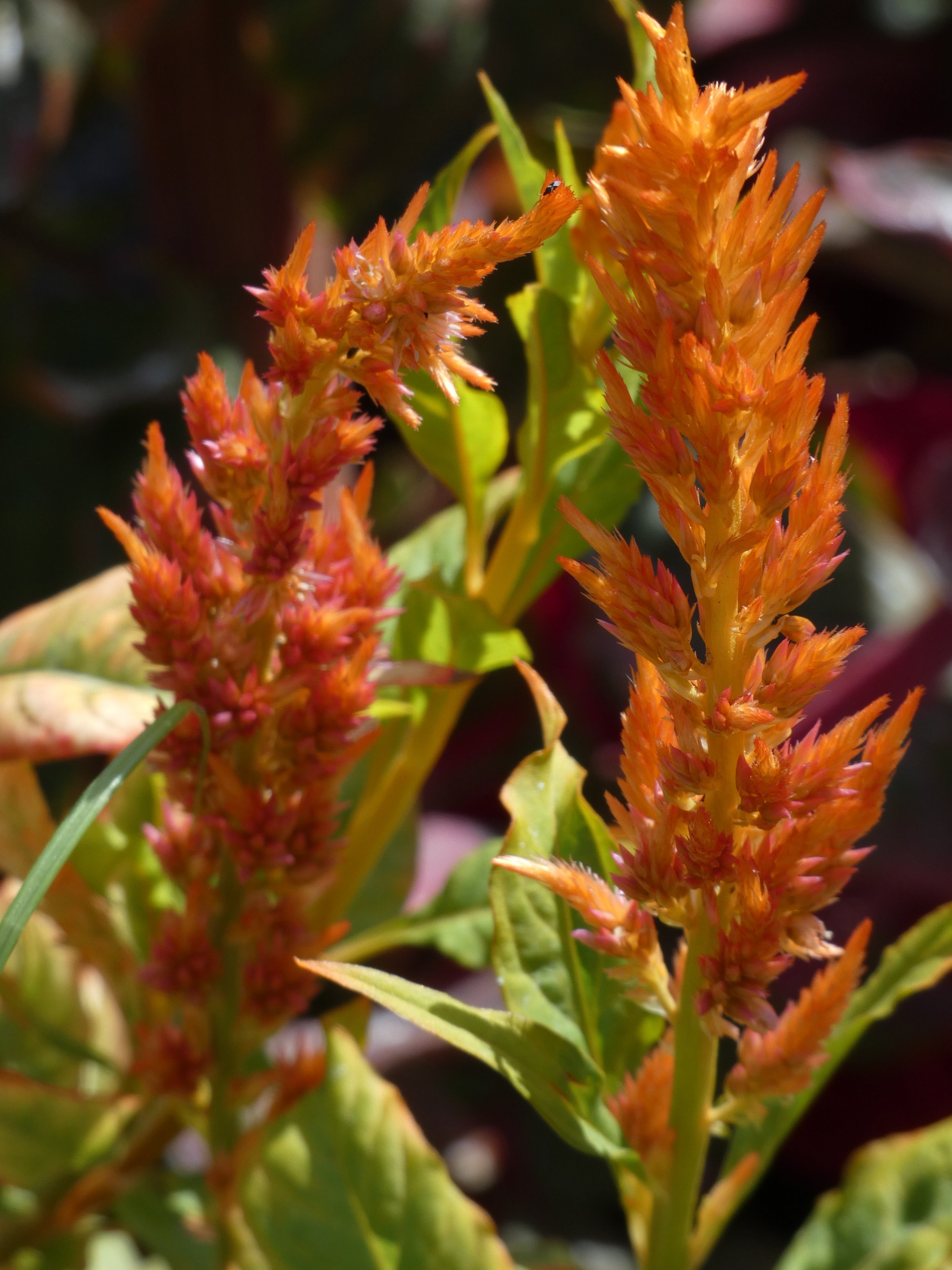 Orange plumed celosia