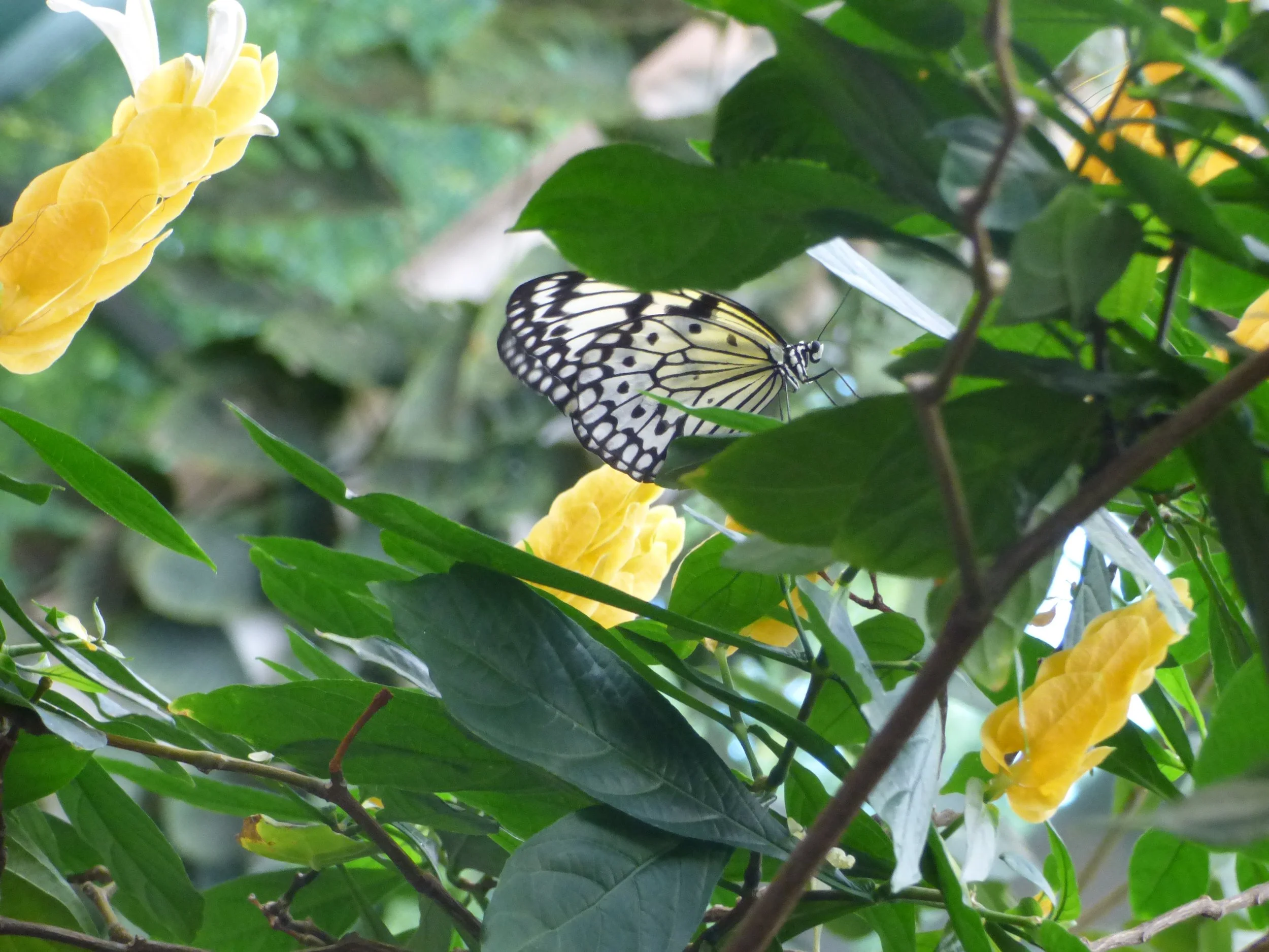 Butterfly with black and white patterned wings resting on green foliage near yellow flowers.