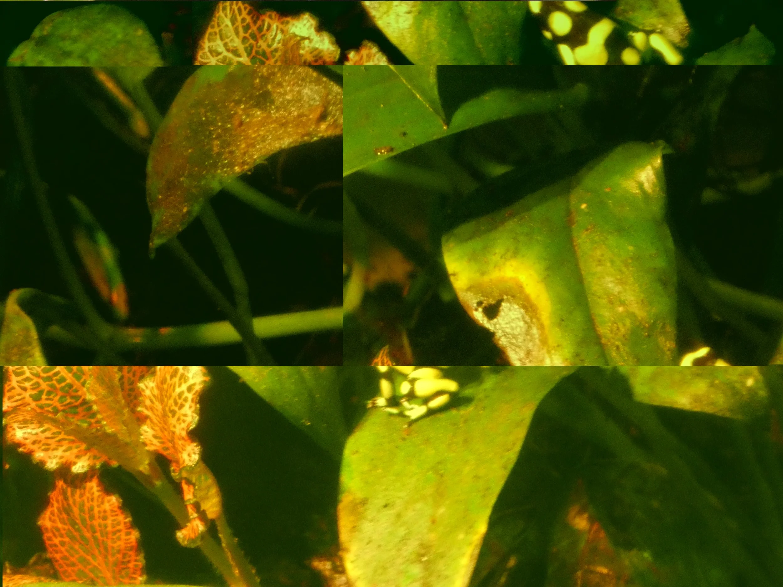 Close-up of green leaves with some yellowing and brown spots, some orange patterned leaves, indicating plant stress or disease.