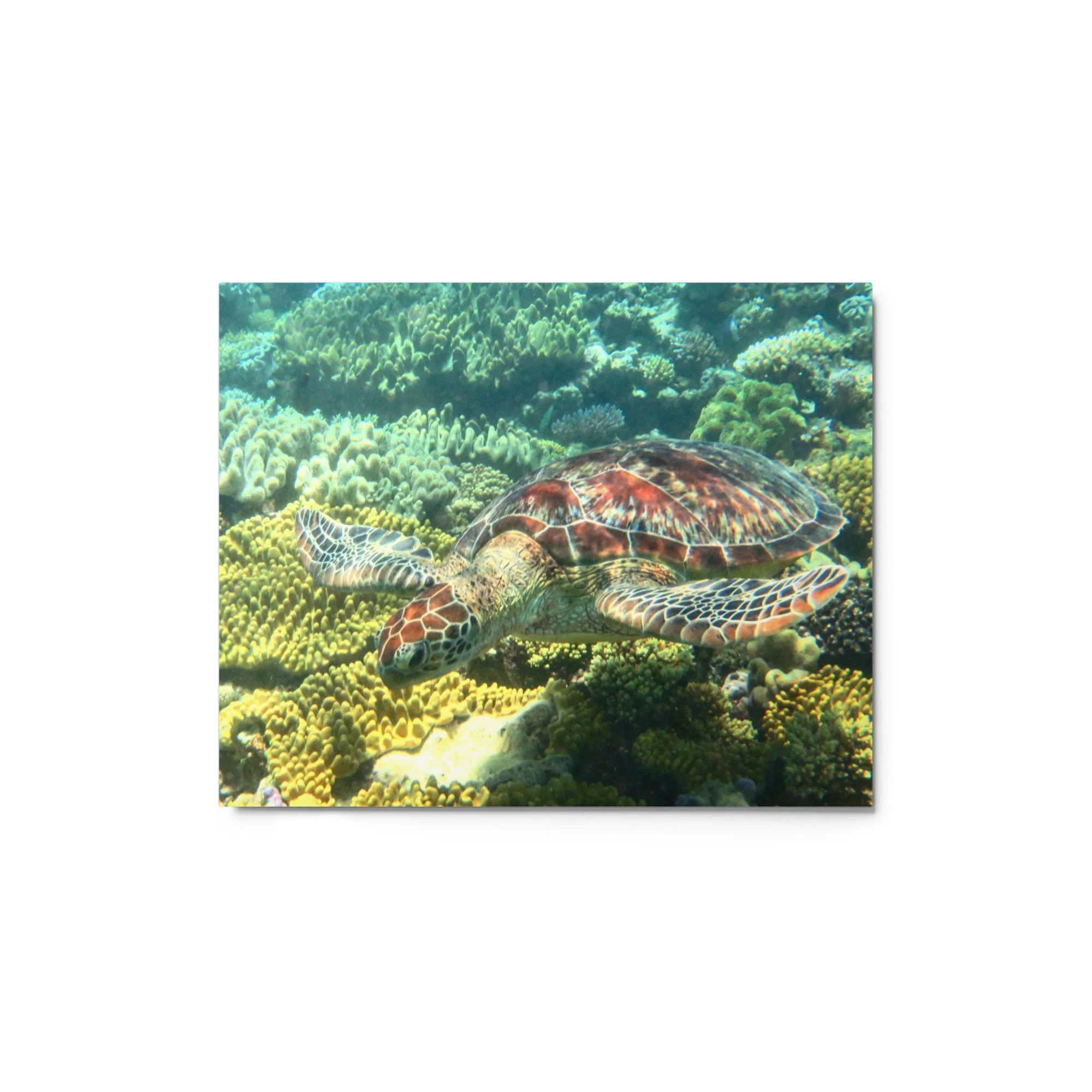 glossy-metal-print-(in)-white-8x10-front-6a72712f87d7f.jpg