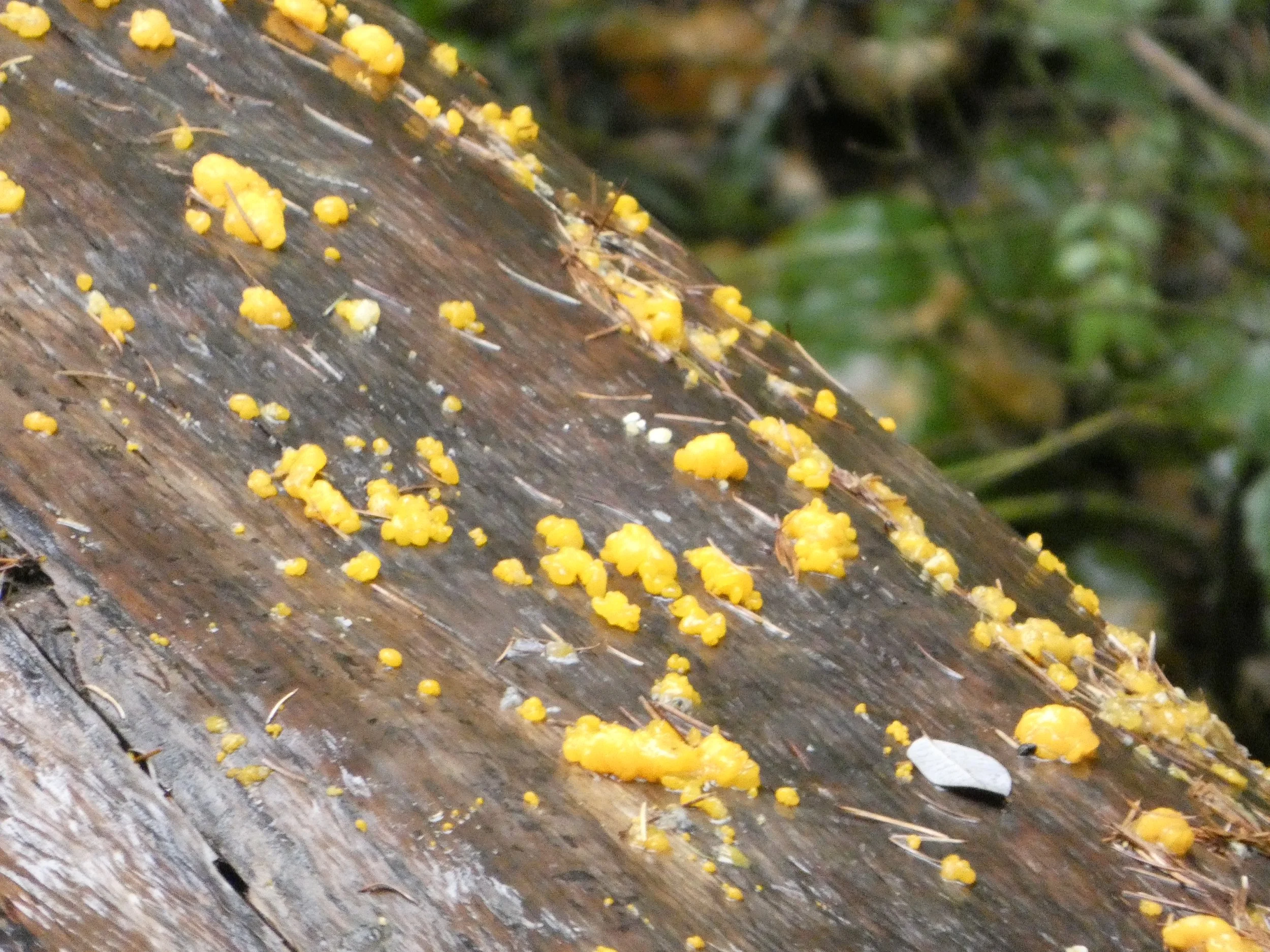 Yellow jelly fungus on a fallen log