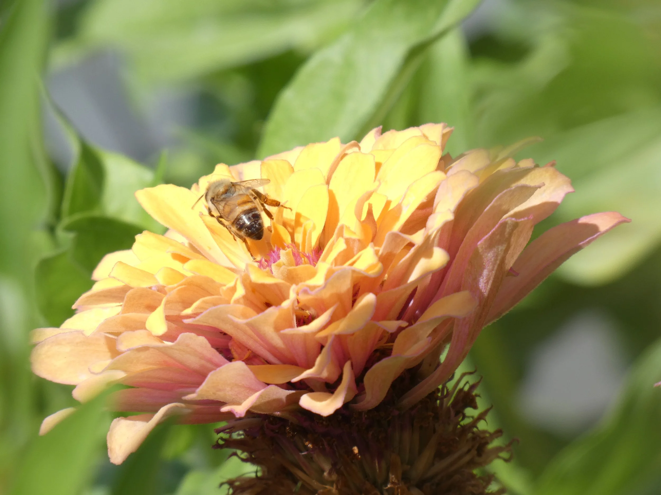 A bee collecting nectar from a peach-colored flower with multiple layered petals and green leaves in the background.