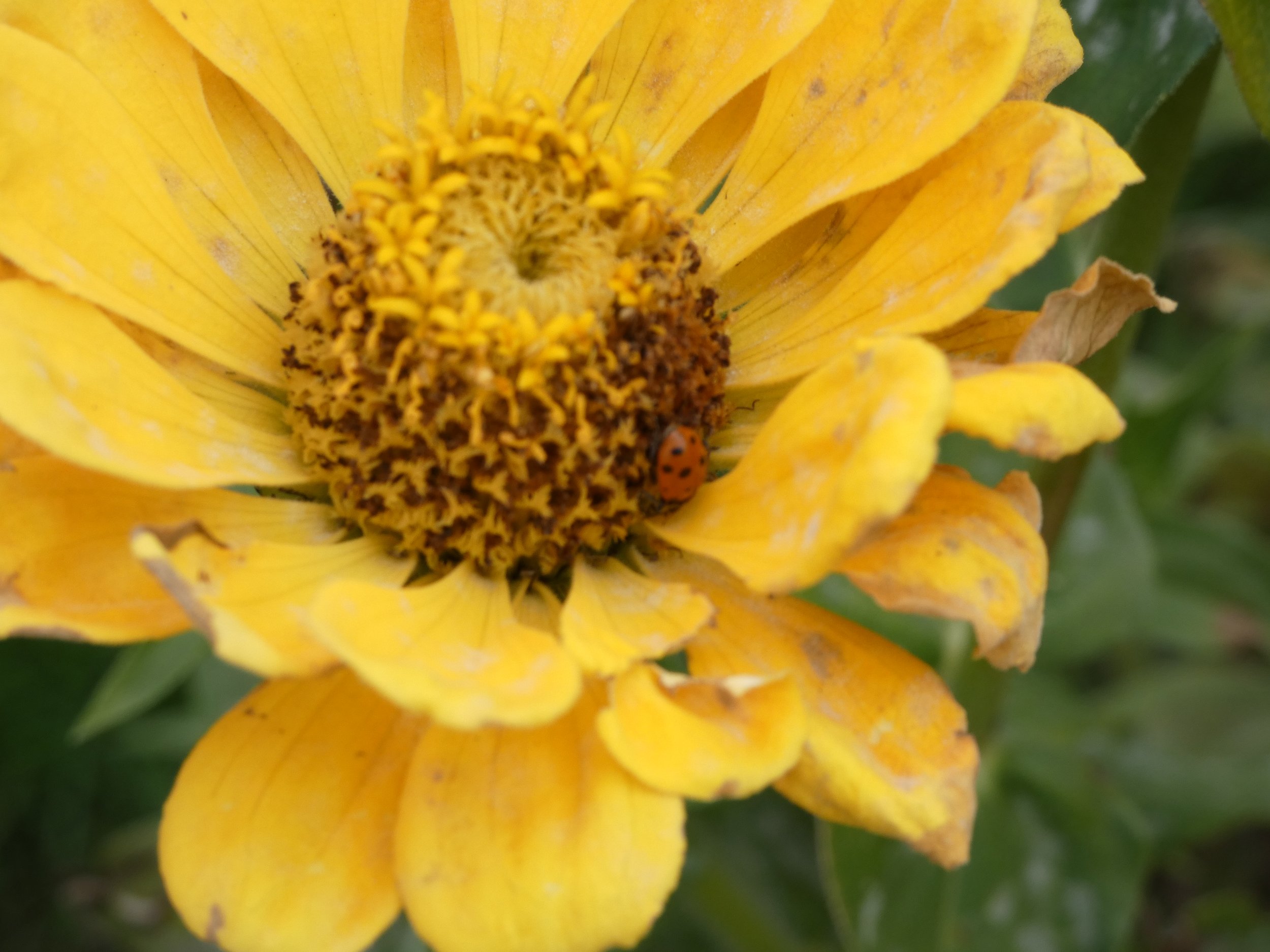 Close-up of a yellow flower with brown and yellow center, and a ladybug resting on one of the petals.