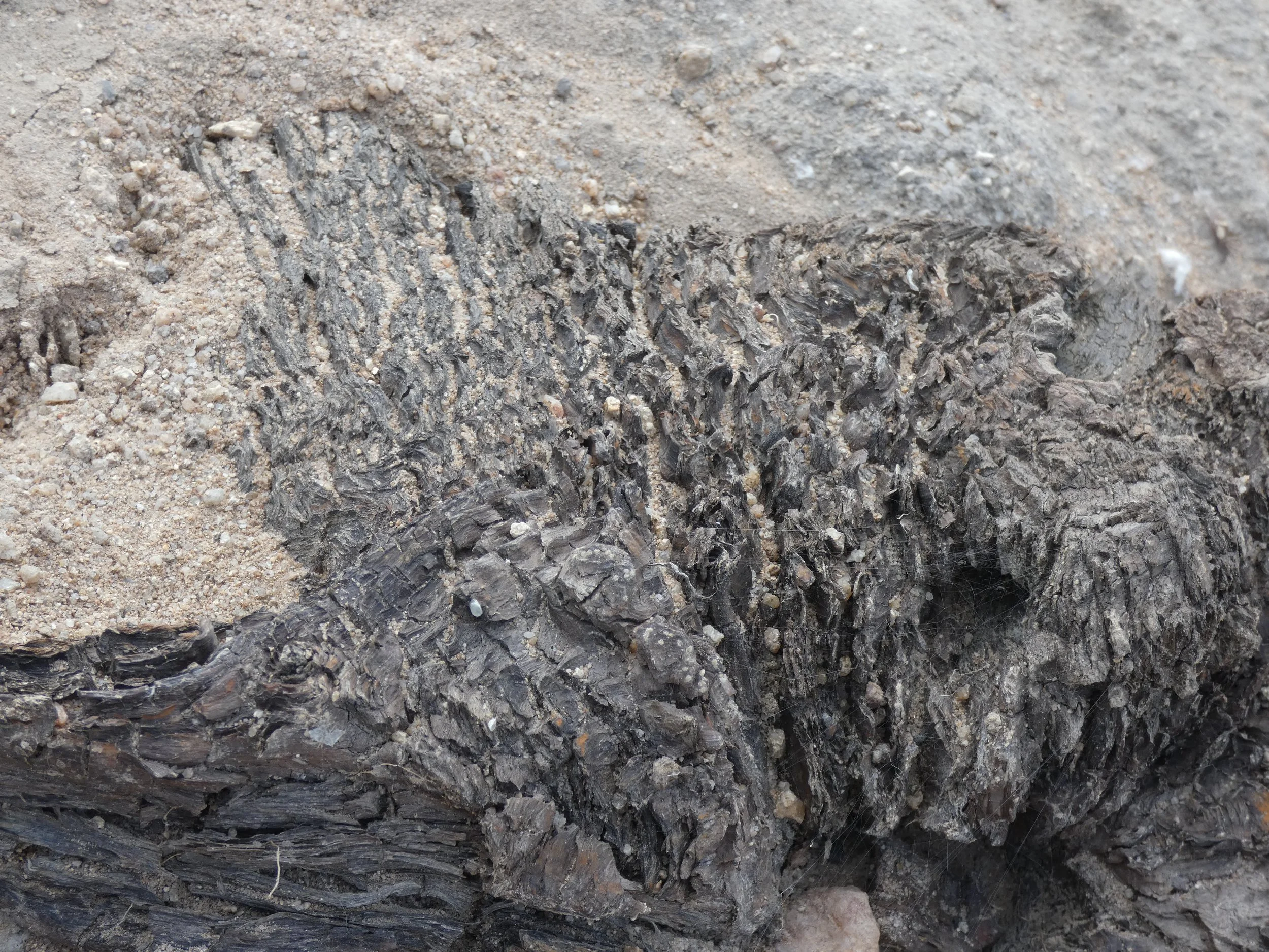 Close-up of a cross-section of soil showing layers of dark and light soil with small pebbles and plant roots.