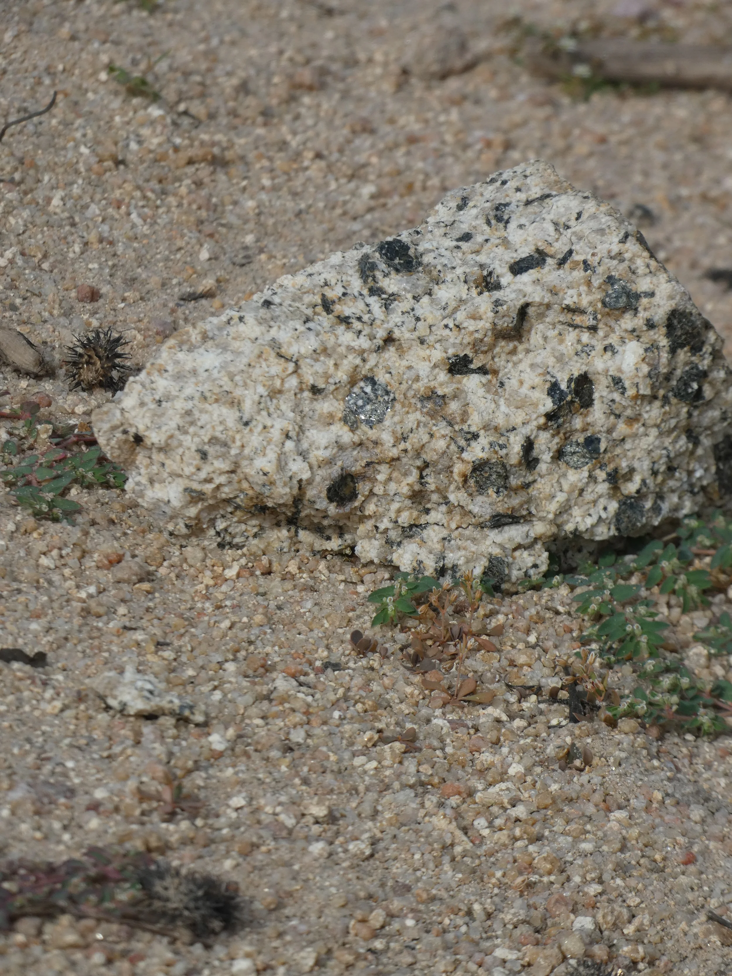 Close-up of a small, triangular rock on sandy ground with sparse vegetation.