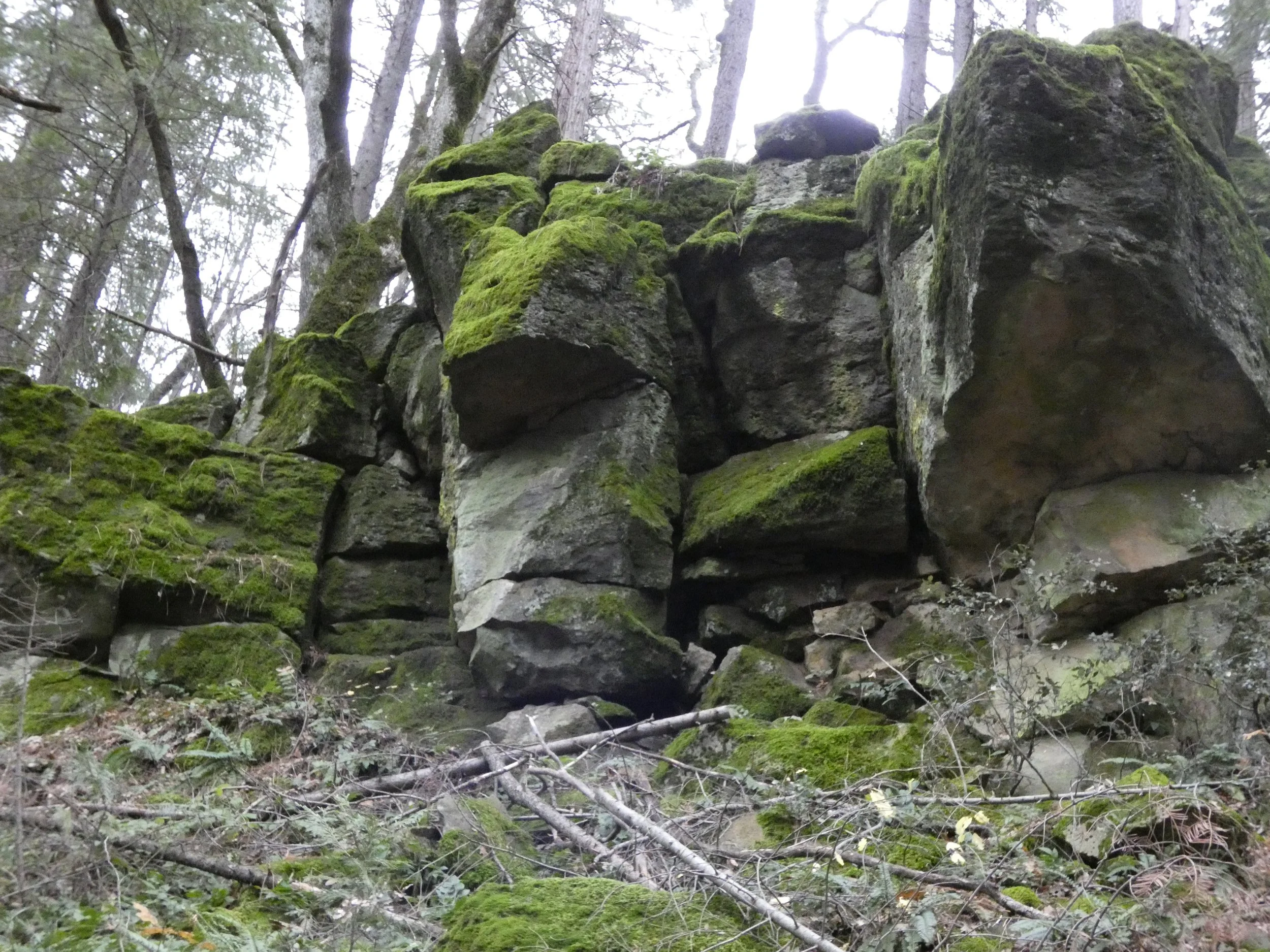 Moss-covered rocks and boulders in a forest with tall trees and a cloudy sky in the background.