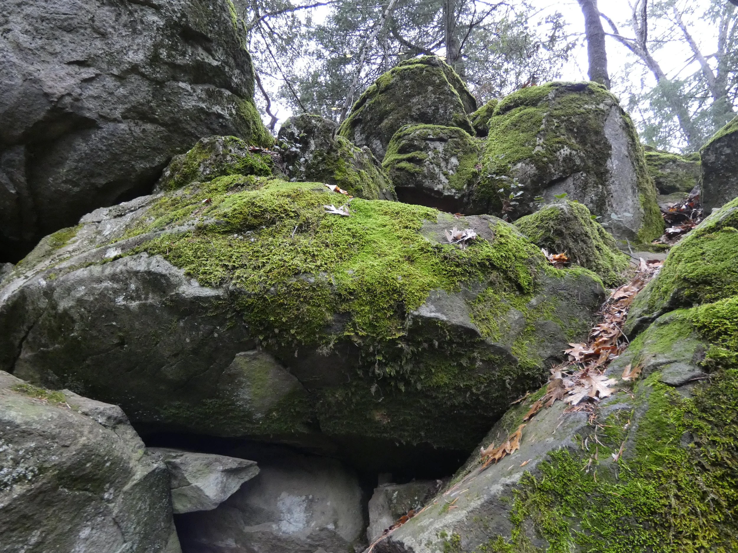 Moss-covered rocks and trees in a forest scene with a small cave or hollow underneath.