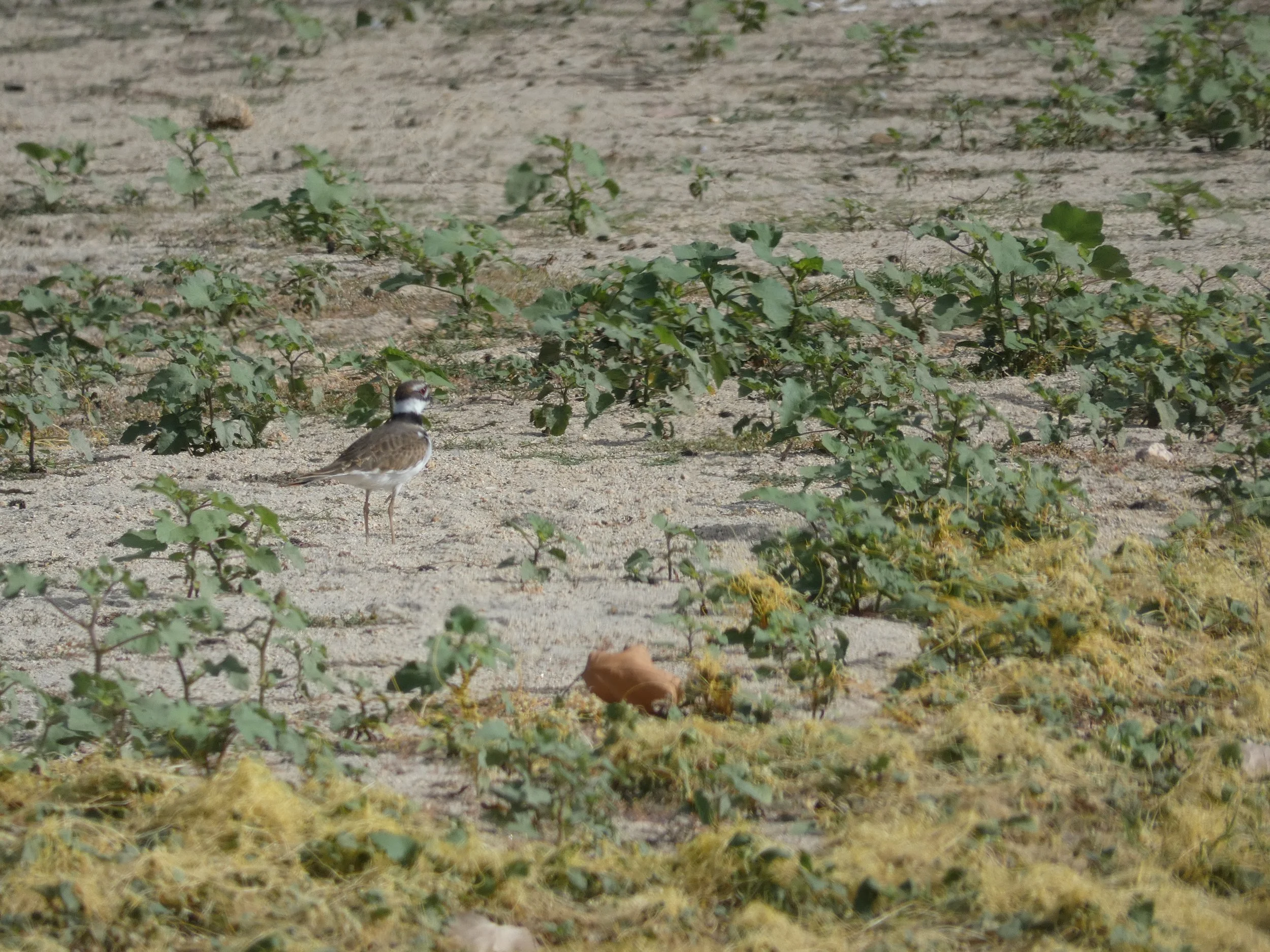 A small bird, possibly a pipit or sparrow, standing on sandy ground among sparse green vegetation.