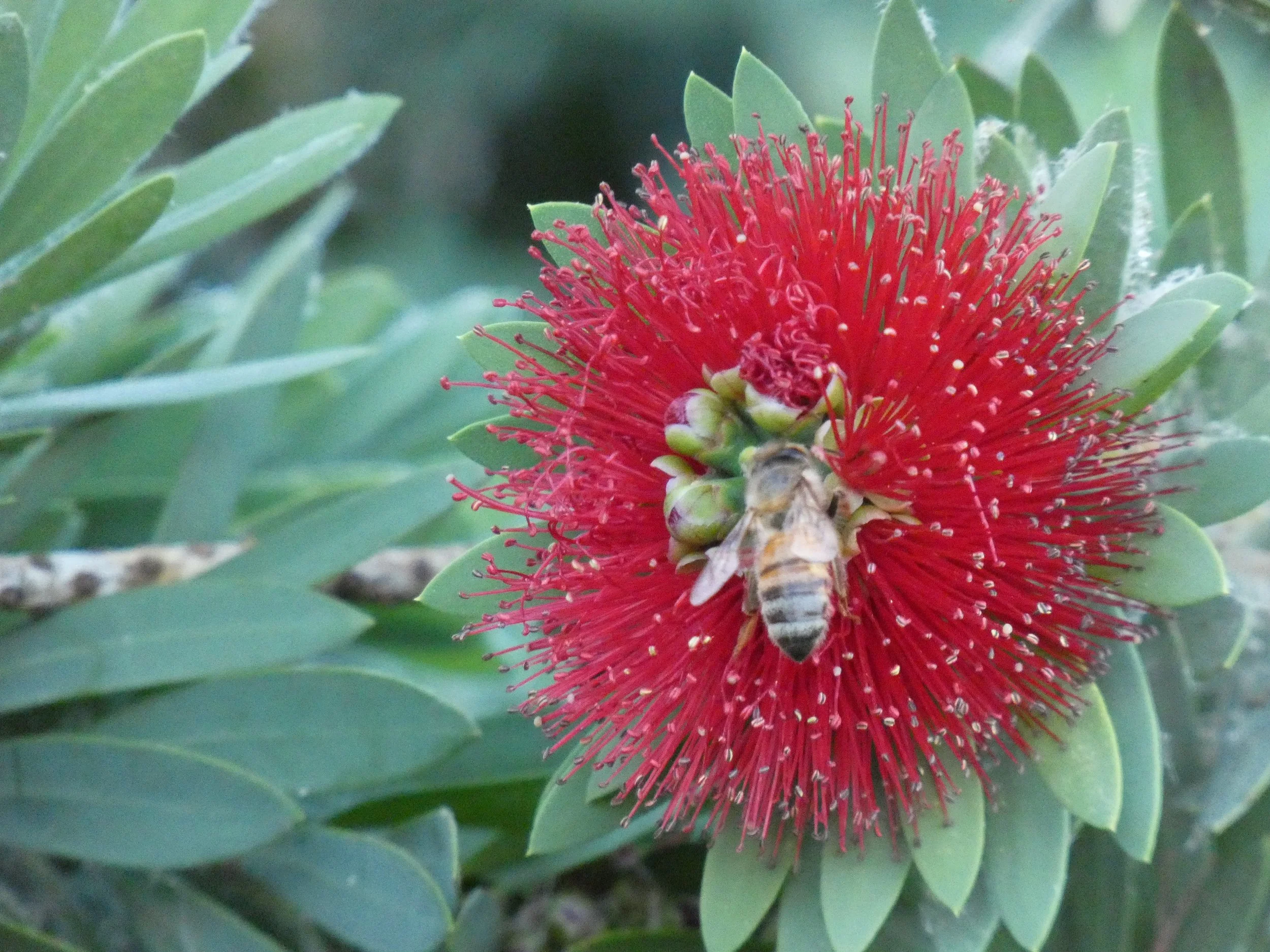 A red flowering plant with long, thin stamens surrounded by green leaves, with a bee collecting nectar from the flower.