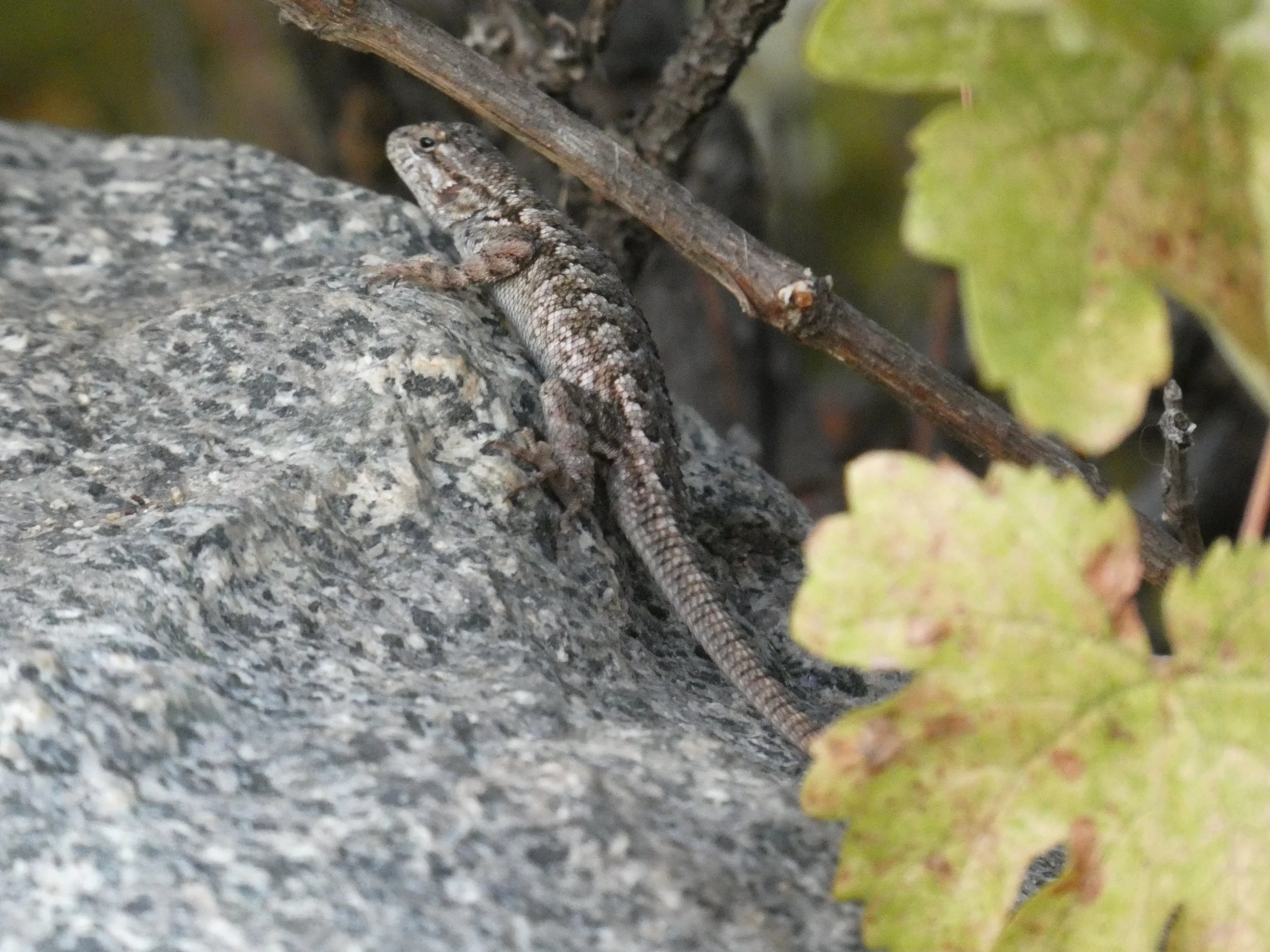 A small lizard with a brown and gray patterned body resting on a rock among twigs and green leaves.