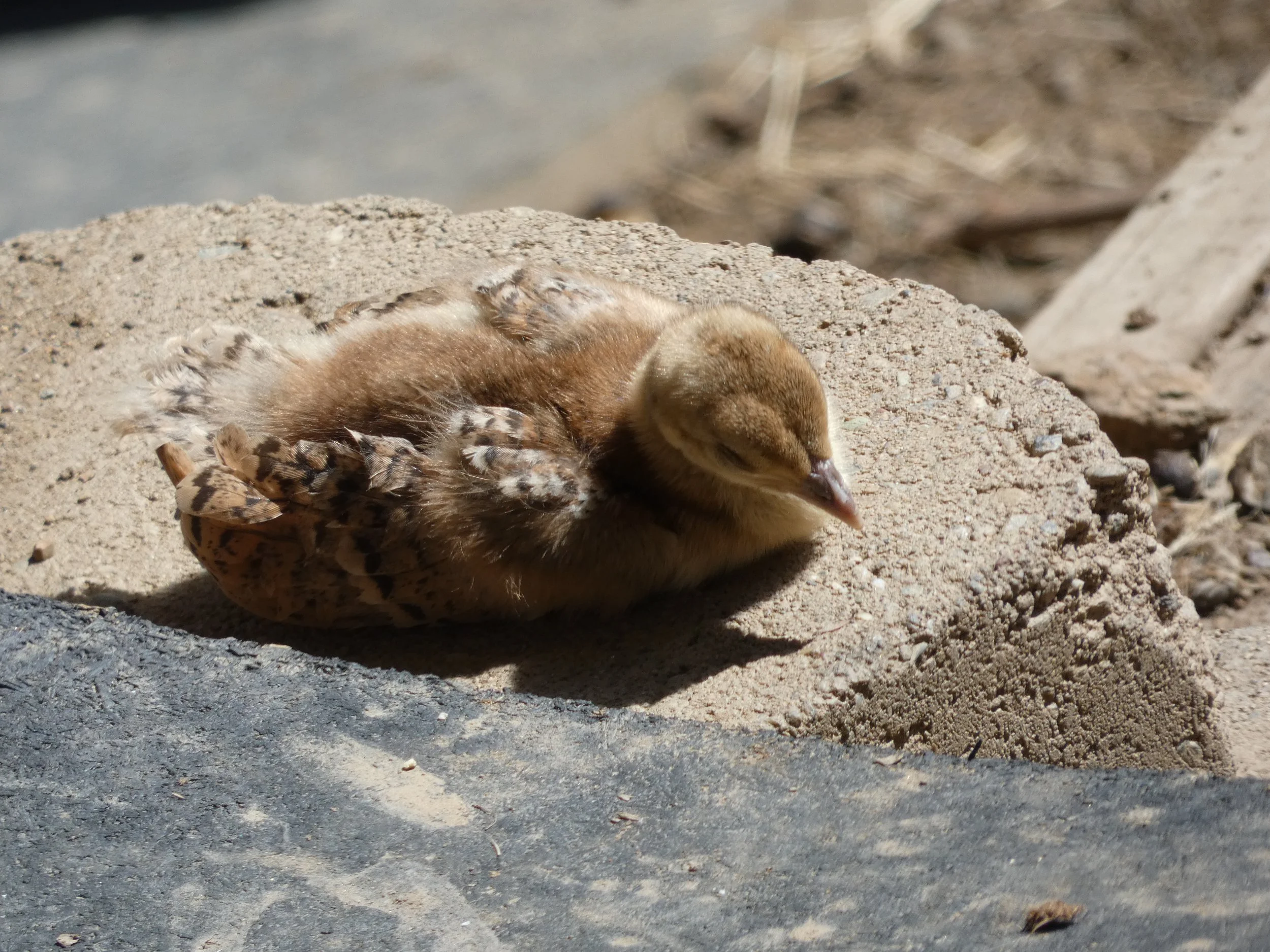 A fluffy baby chick curled up and sleeping on a dry, sandy ground beside a shadowed patch.