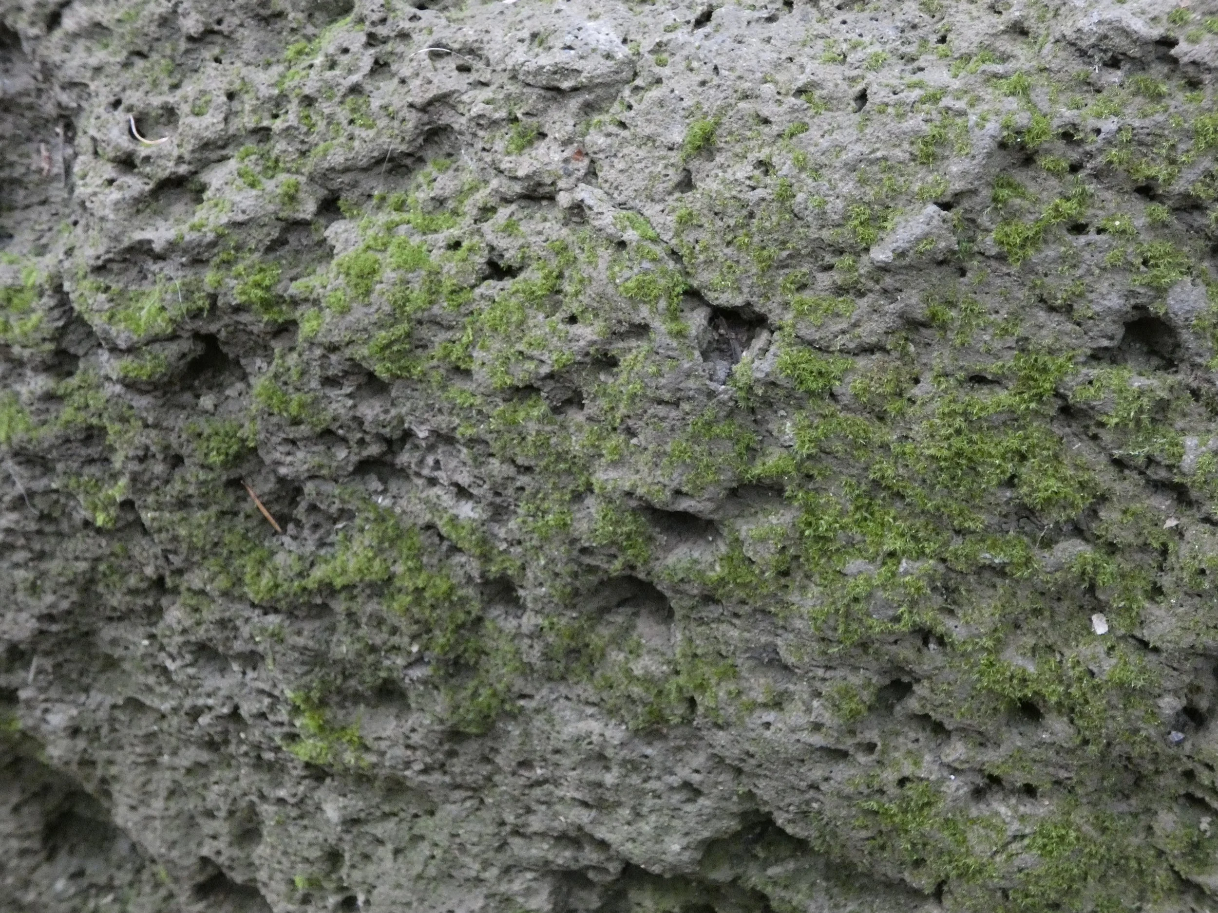 Close-up of rough, textured tree bark with patches of green moss.